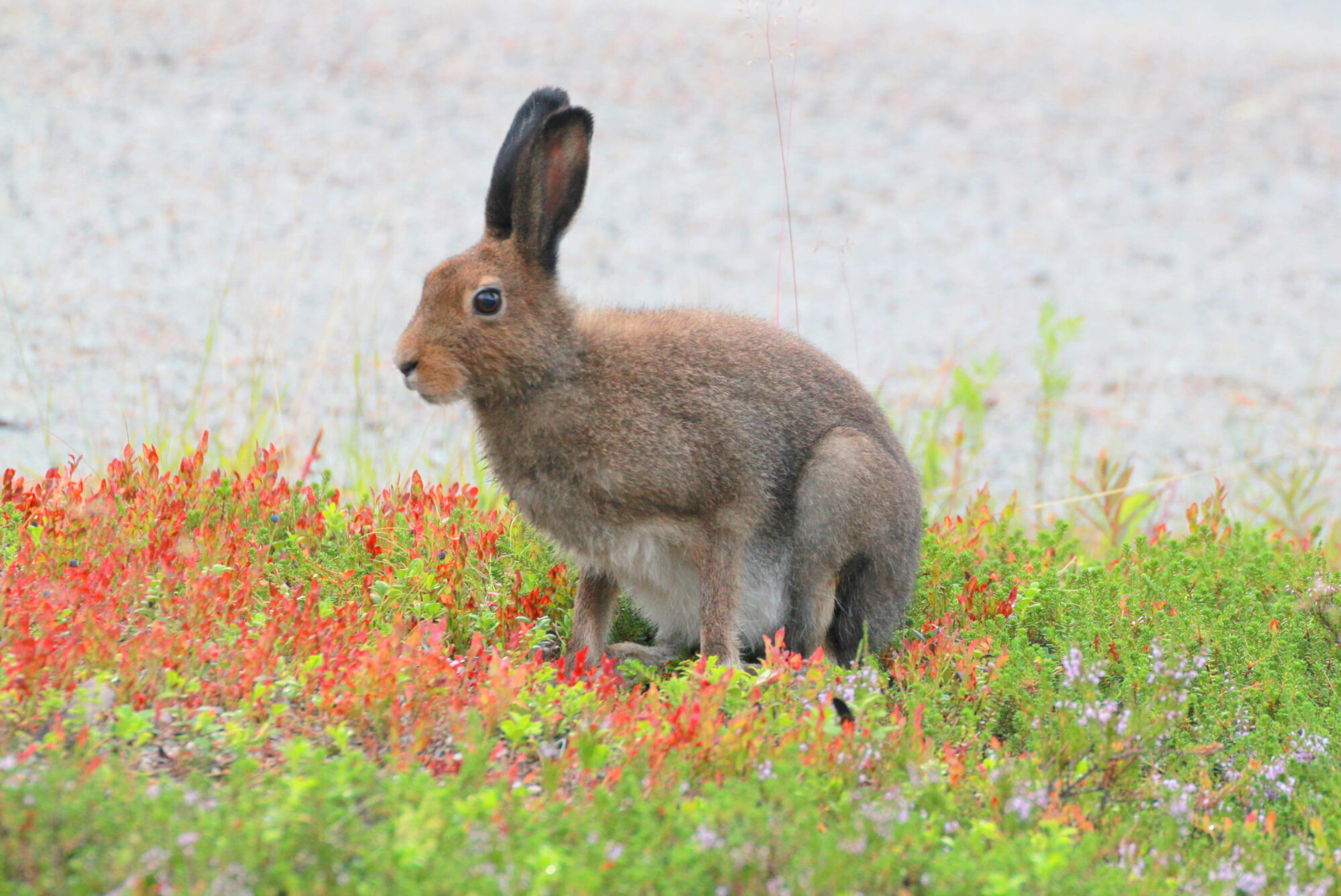 Valokuvaaja: Kaarlo Asikainen