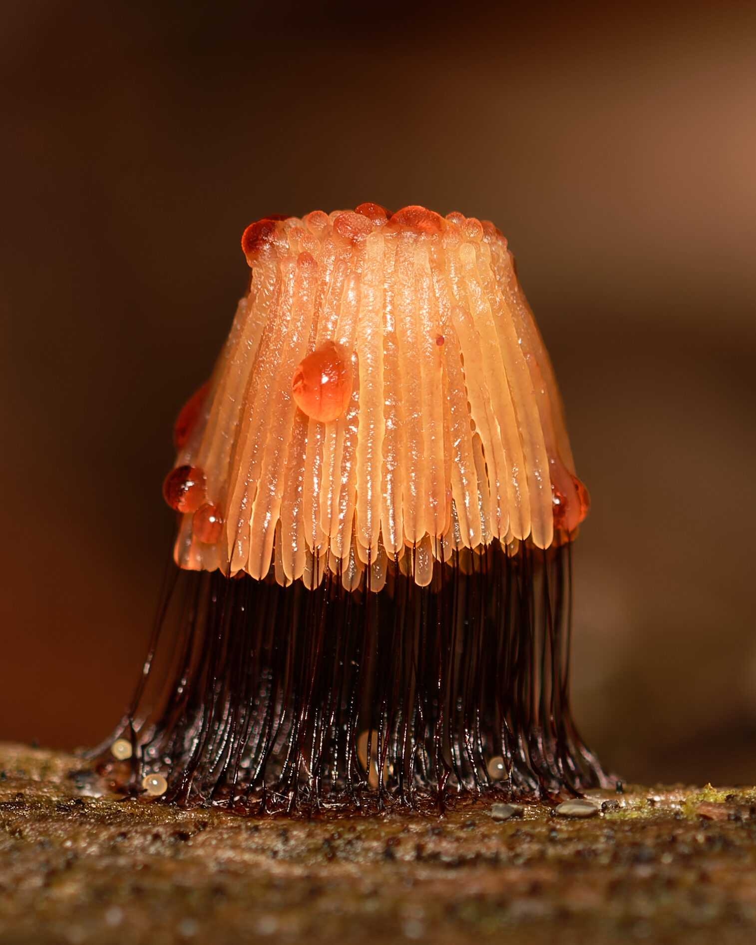 Valokuvaaja: Johan Moraal