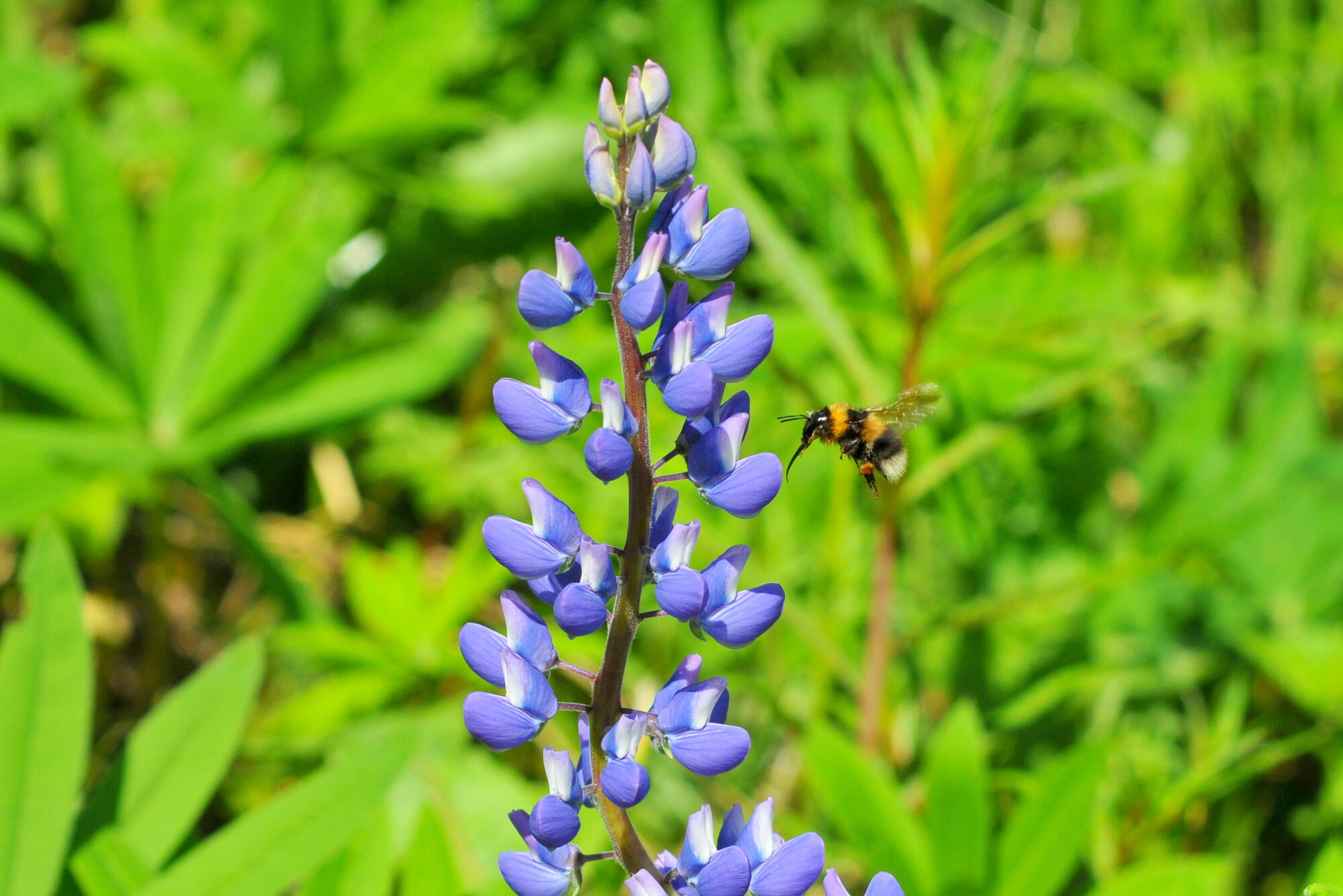 Valokuvaaja: Kaarlo Asikainen