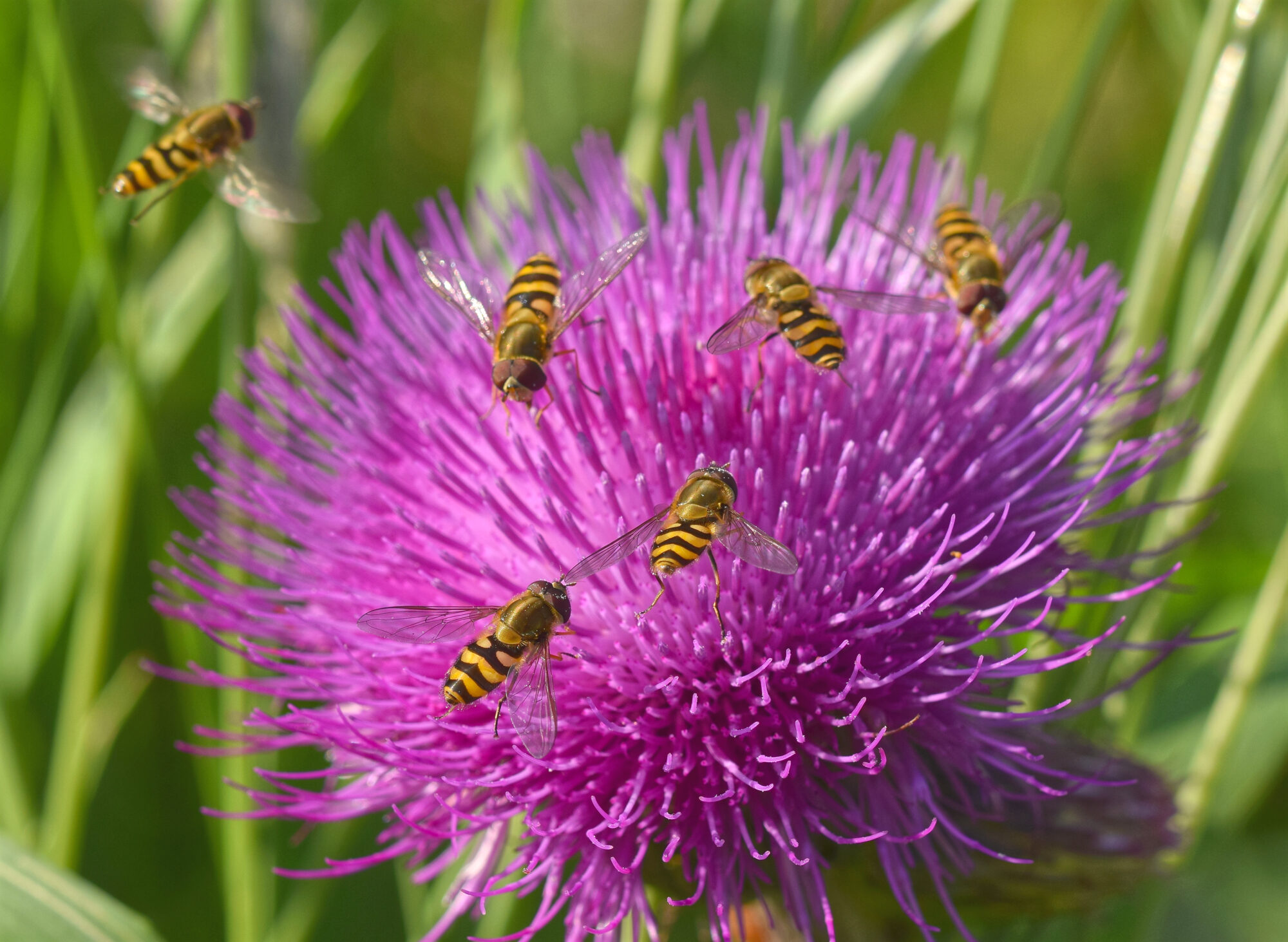 Valokuvaaja: Päivi Kiiskinen-Mustonen
