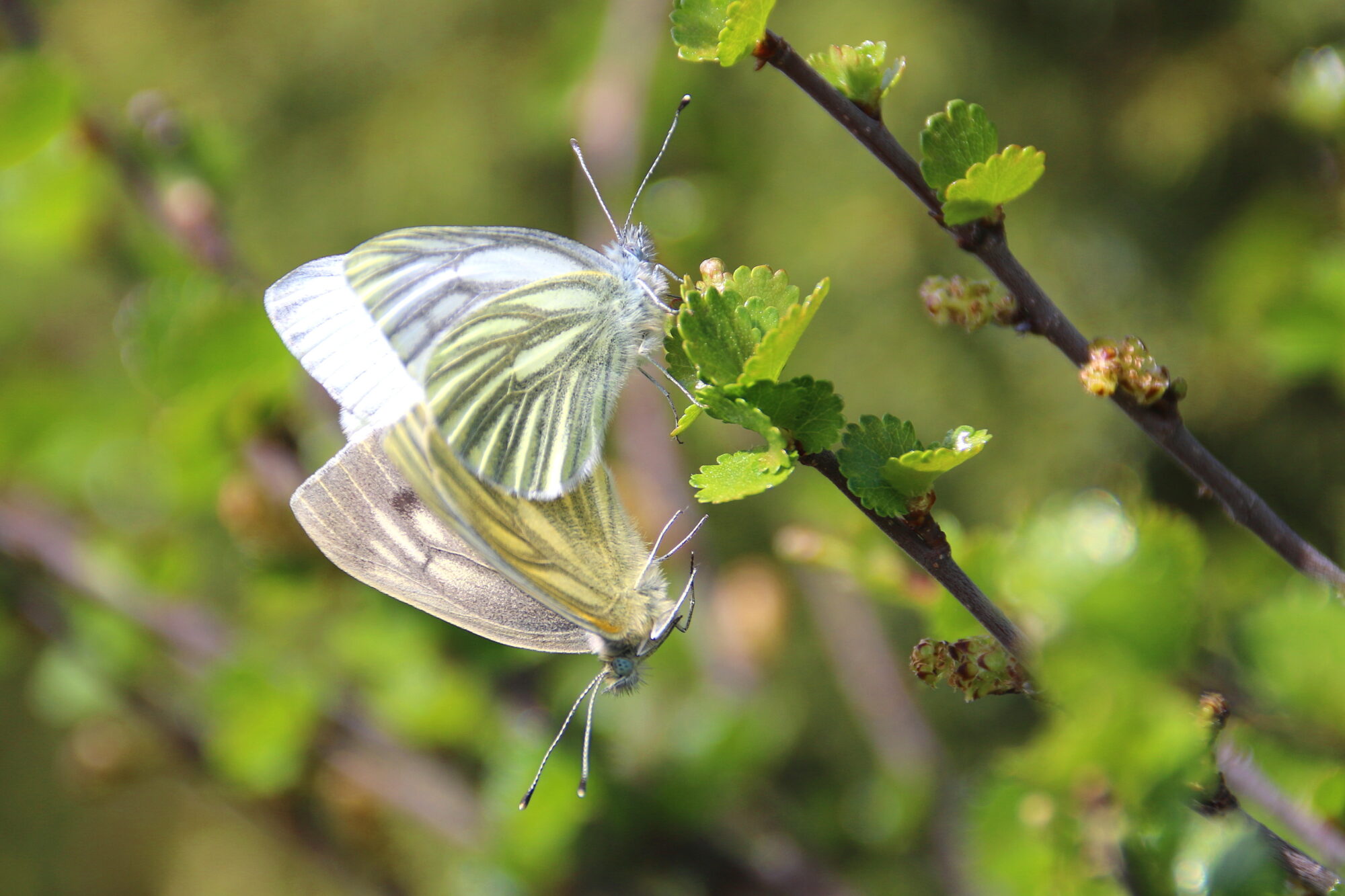 Valokuvaaja: Tuukka Pahtamaa