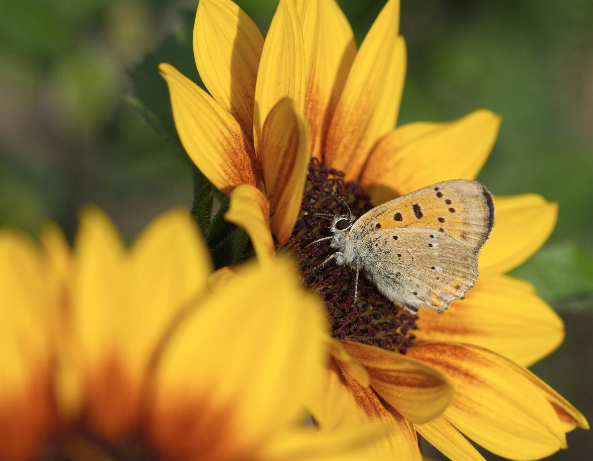 Valokuvaaja: Päivi Kiiskinen-Mustonen