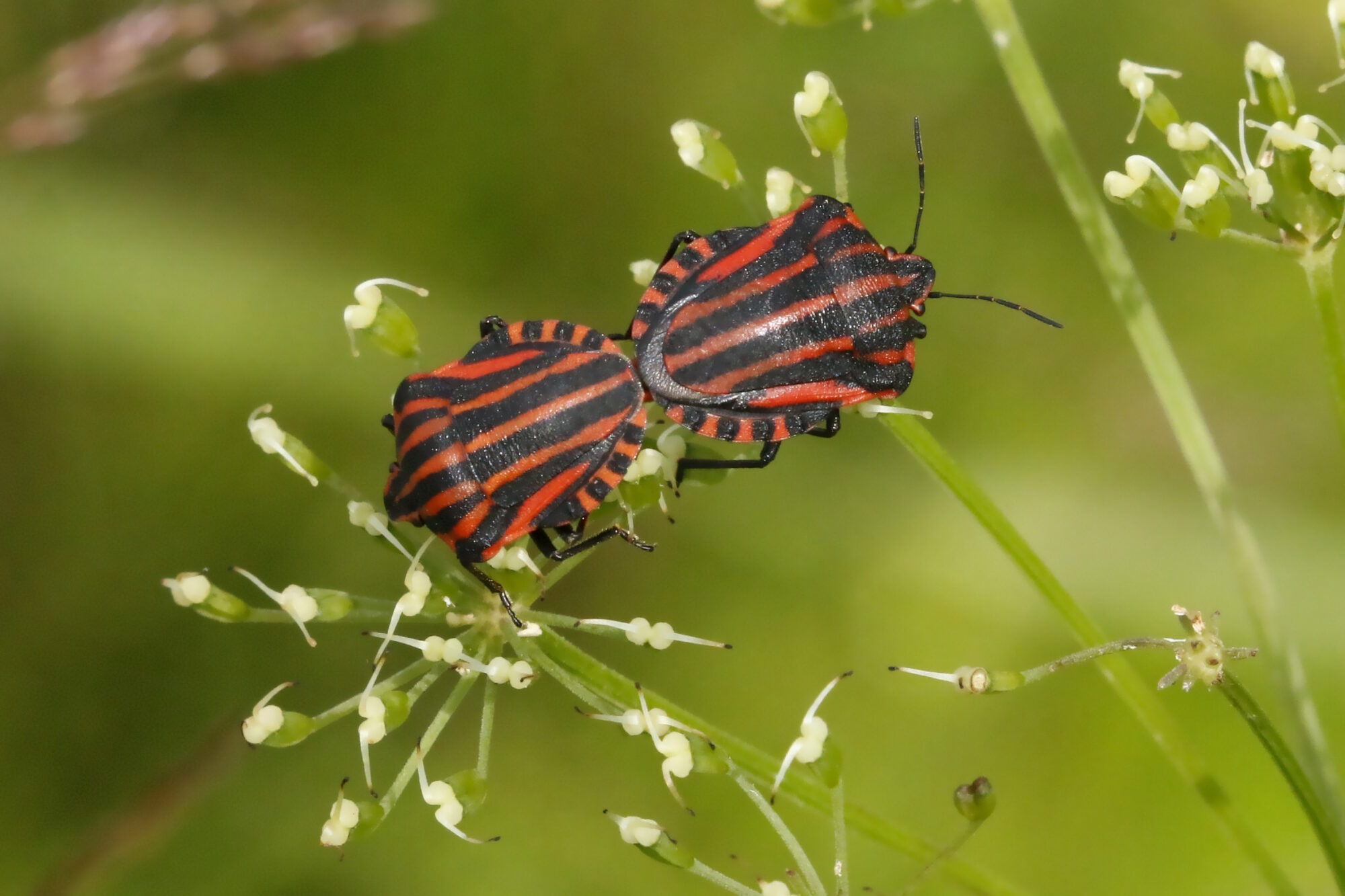 Valokuvaaja: Antero Tykkyläinen
