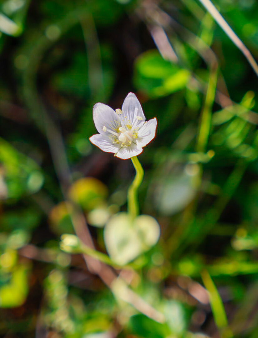 Valokuvaaja: Hannu Tikkanen