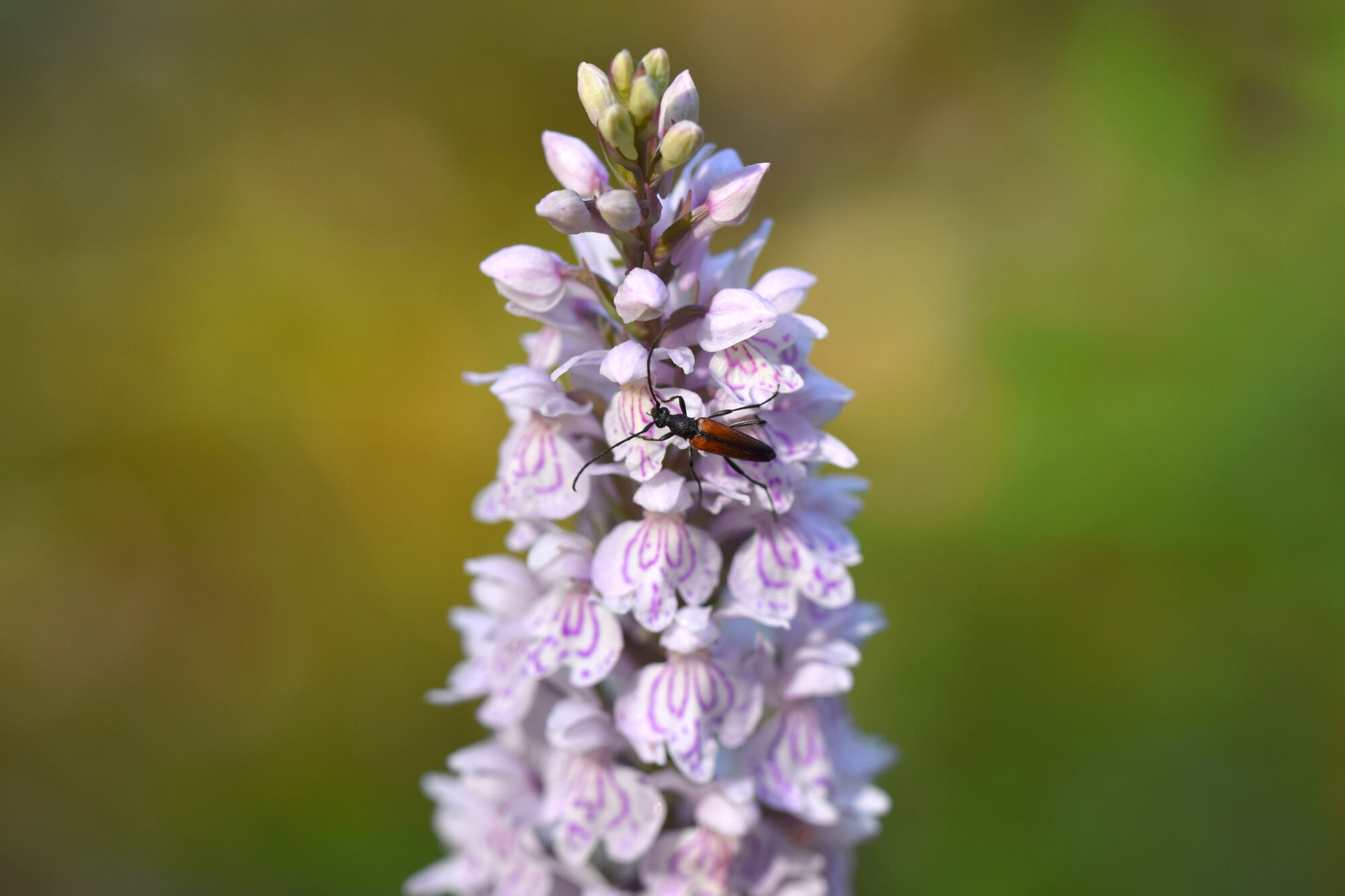 Valokuvaaja: Päivi Kiiskinen-Mustonen