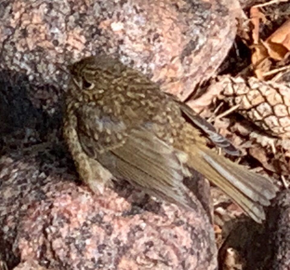 Valokuvaaja: Anneli Hakala