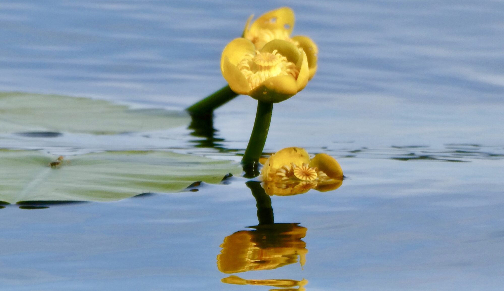 Valokuvaaja: Liisa Niiva-Korpela