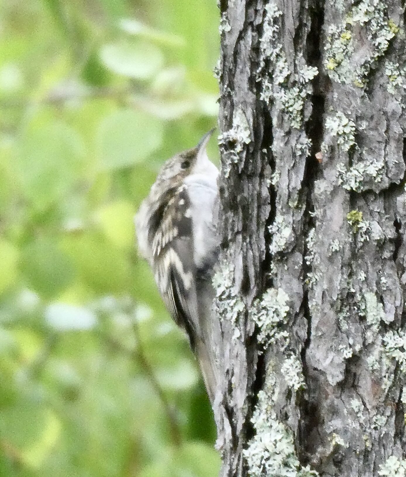 Valokuvaaja: Liisa Niiva-Korpela