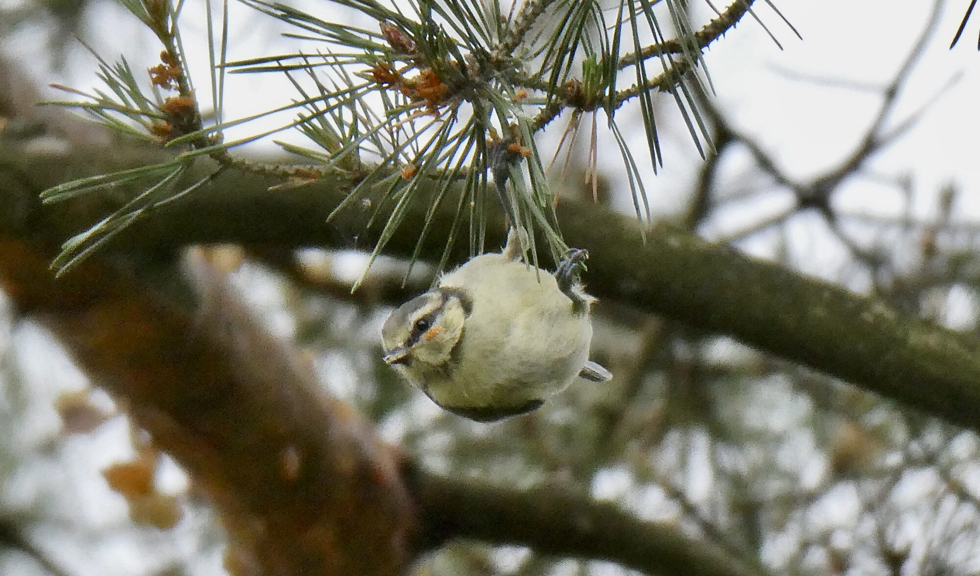 Valokuvaaja: Liisa Niiva-Korpela