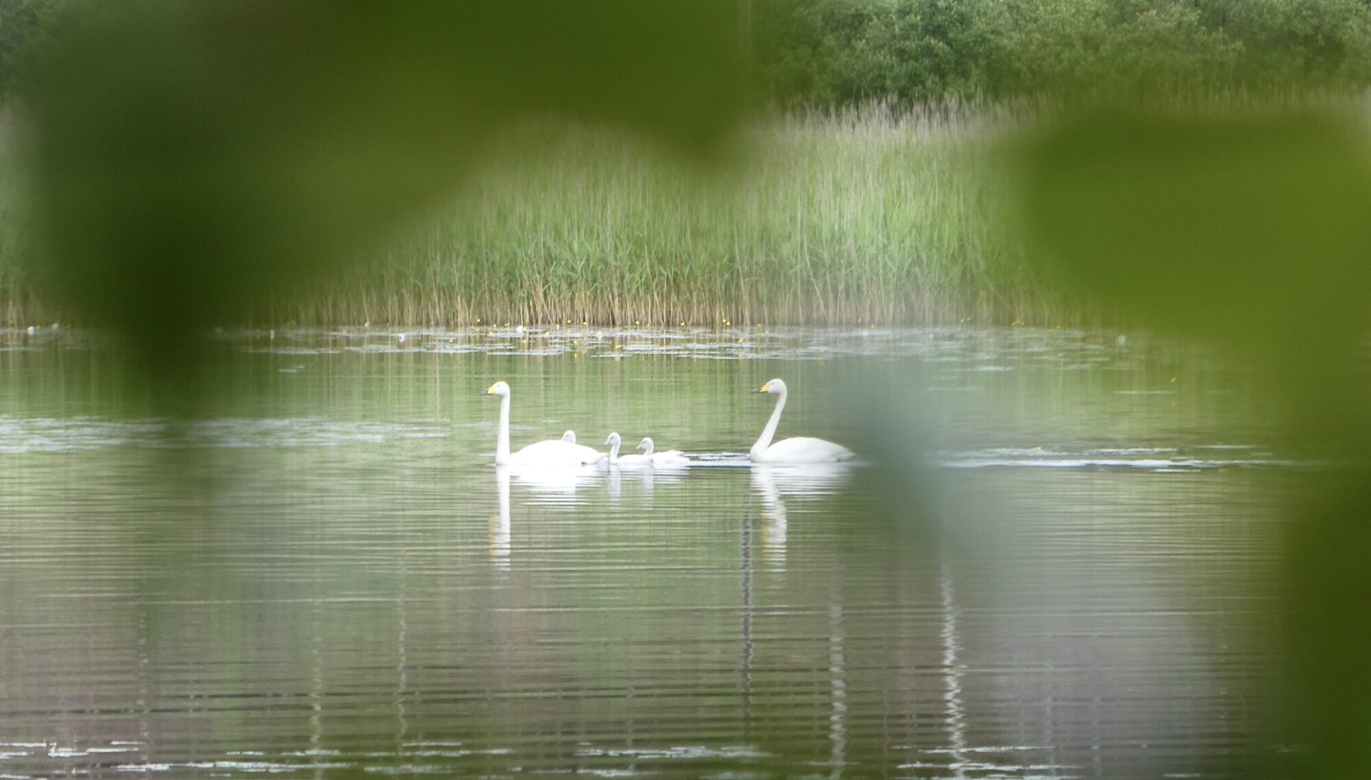 Valokuvaaja: Liisa Niiva-Korpela