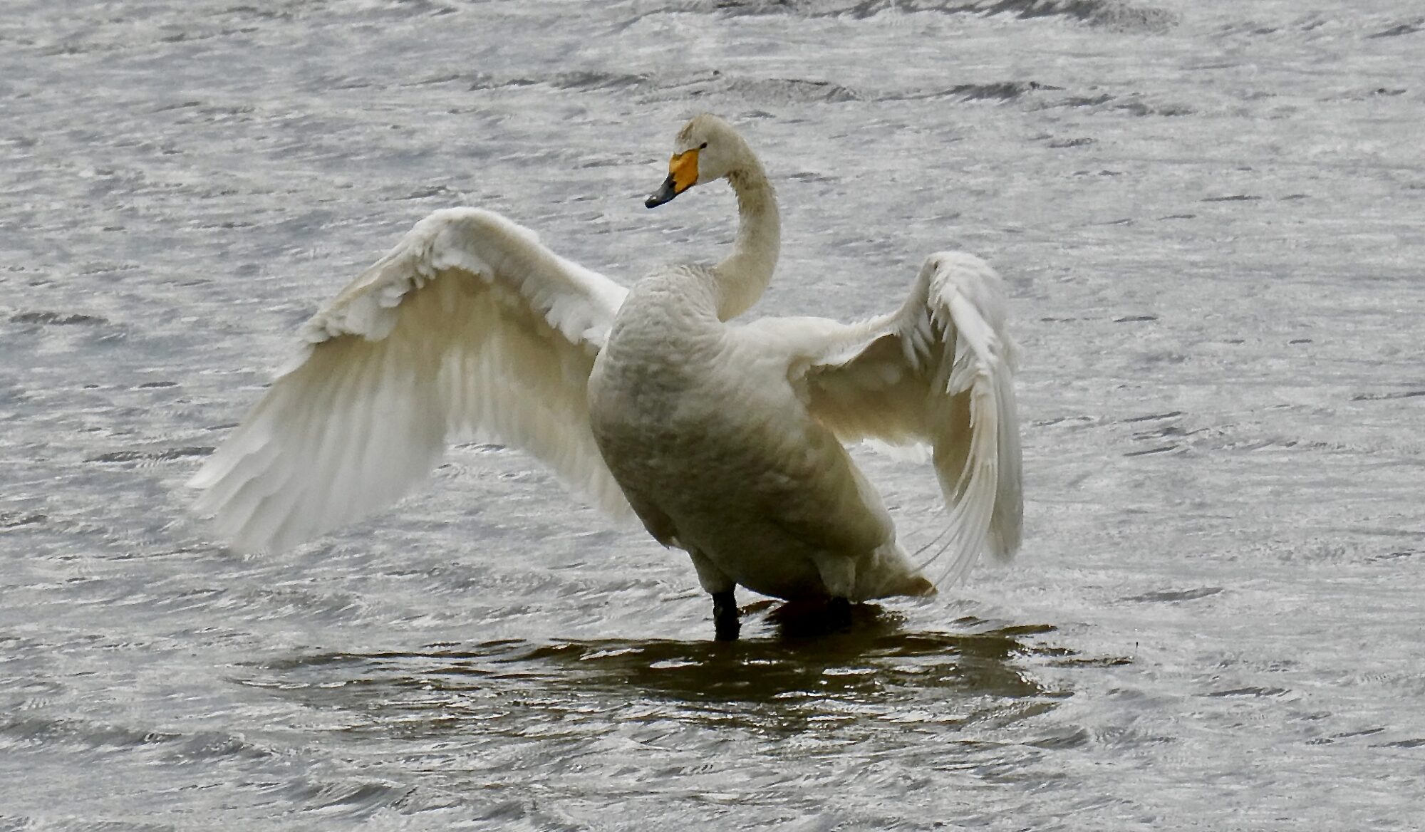 Valokuvaaja: Liisa Niiva-Korpela