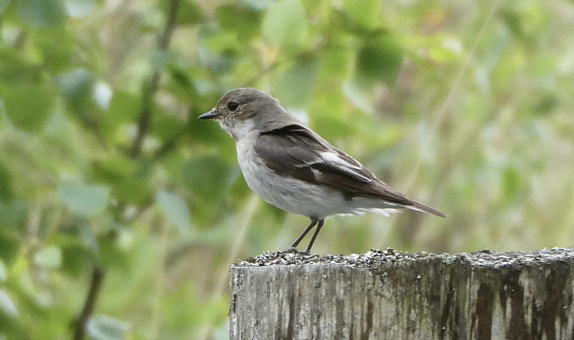 Valokuvaaja: Liisa Niiva-Korpela