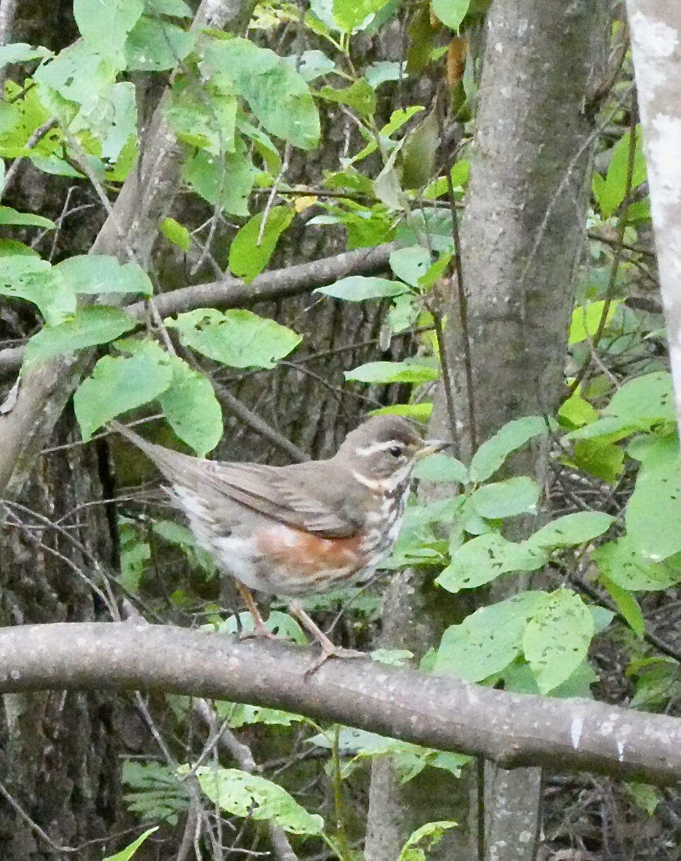 Valokuvaaja: Liisa Niiva-Korpela
