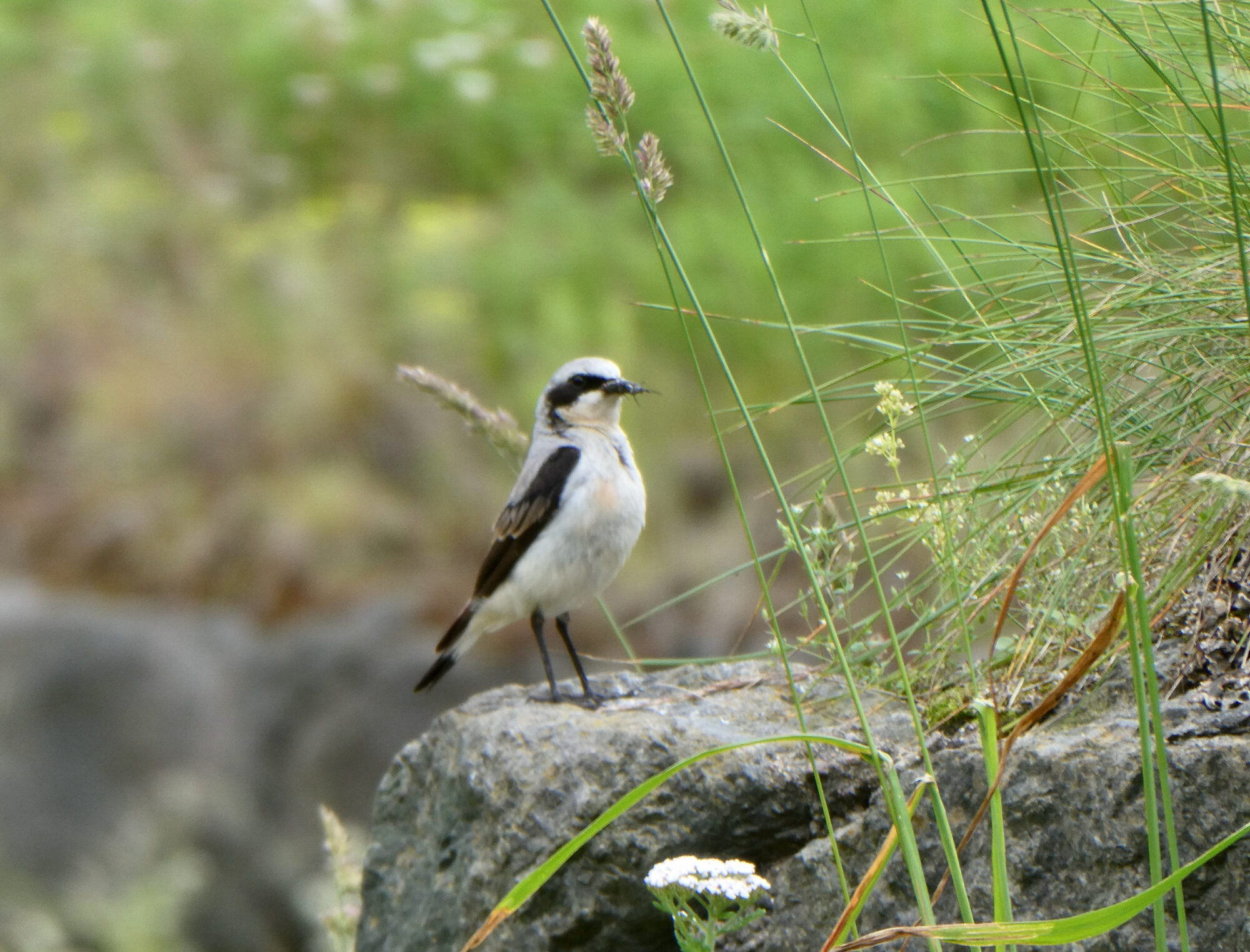 Valokuvaaja: Liisa Niiva-Korpela