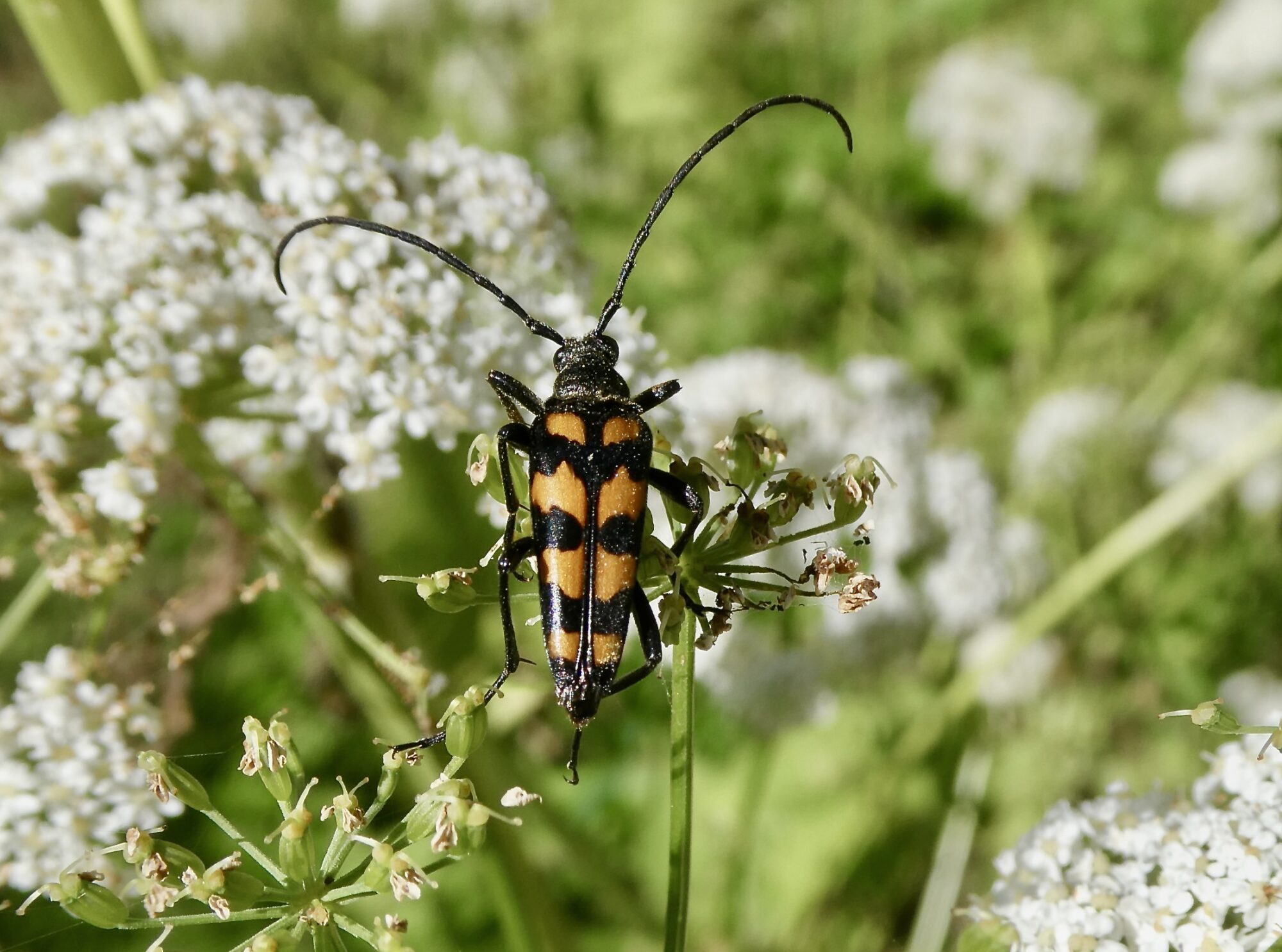 Valokuvaaja: Liisa Niiva-Korpela Valokuvaaja: Liisa Niiva-Korpela