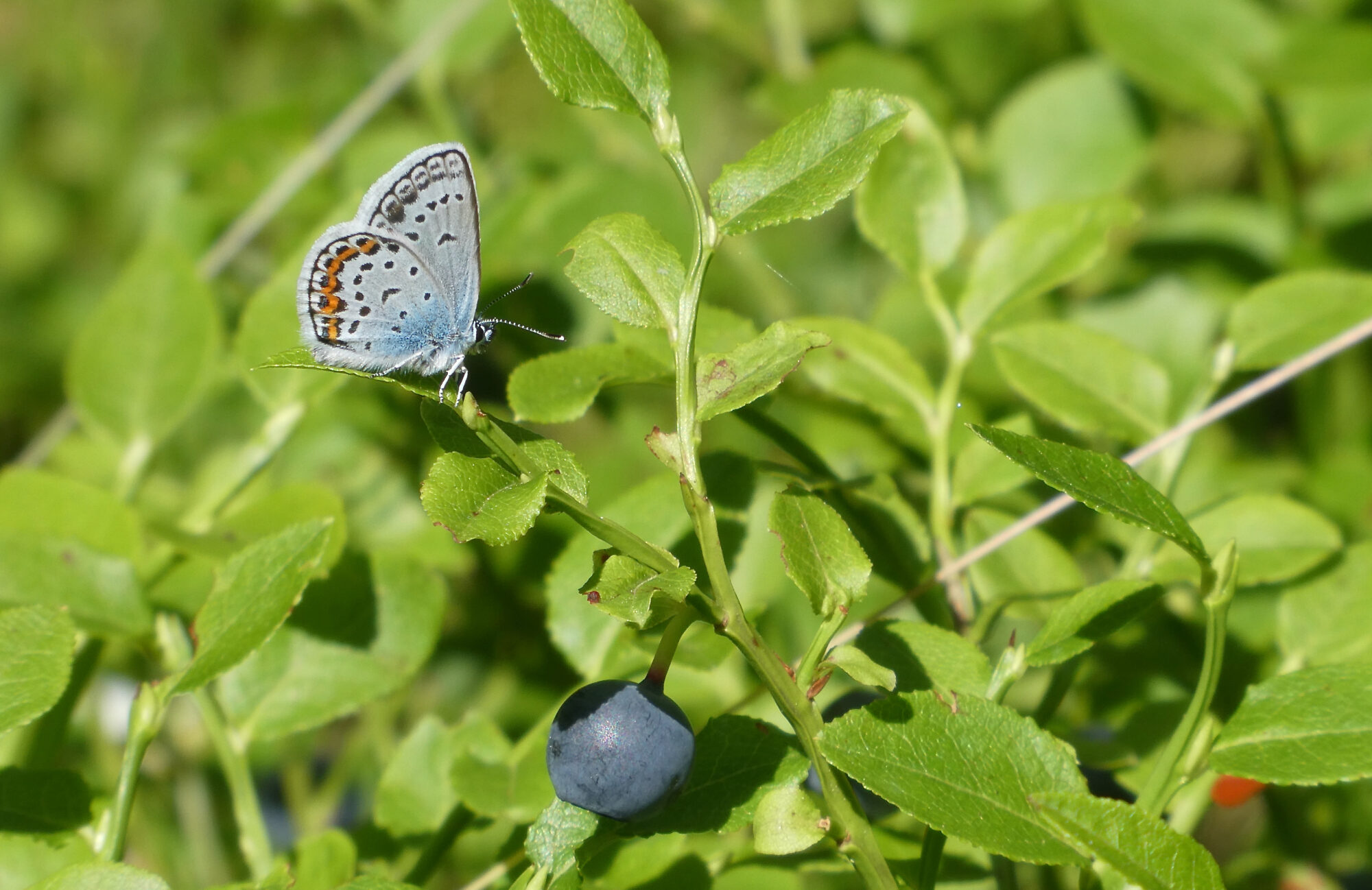 Valokuvaaja: Liisa Niiva-Korpela