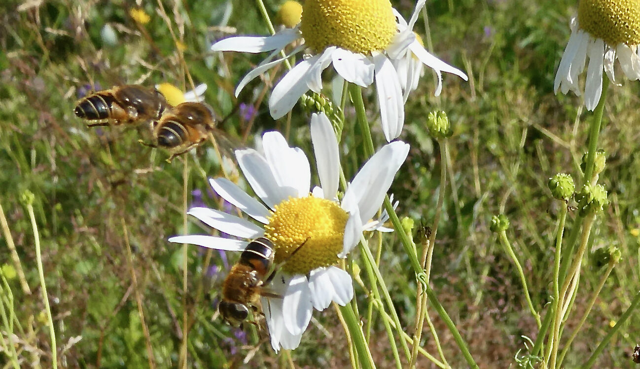 Valokuvaaja: Liisa Niiva-Korpela Valokuvaaja: Liisa Niiva-Korpela