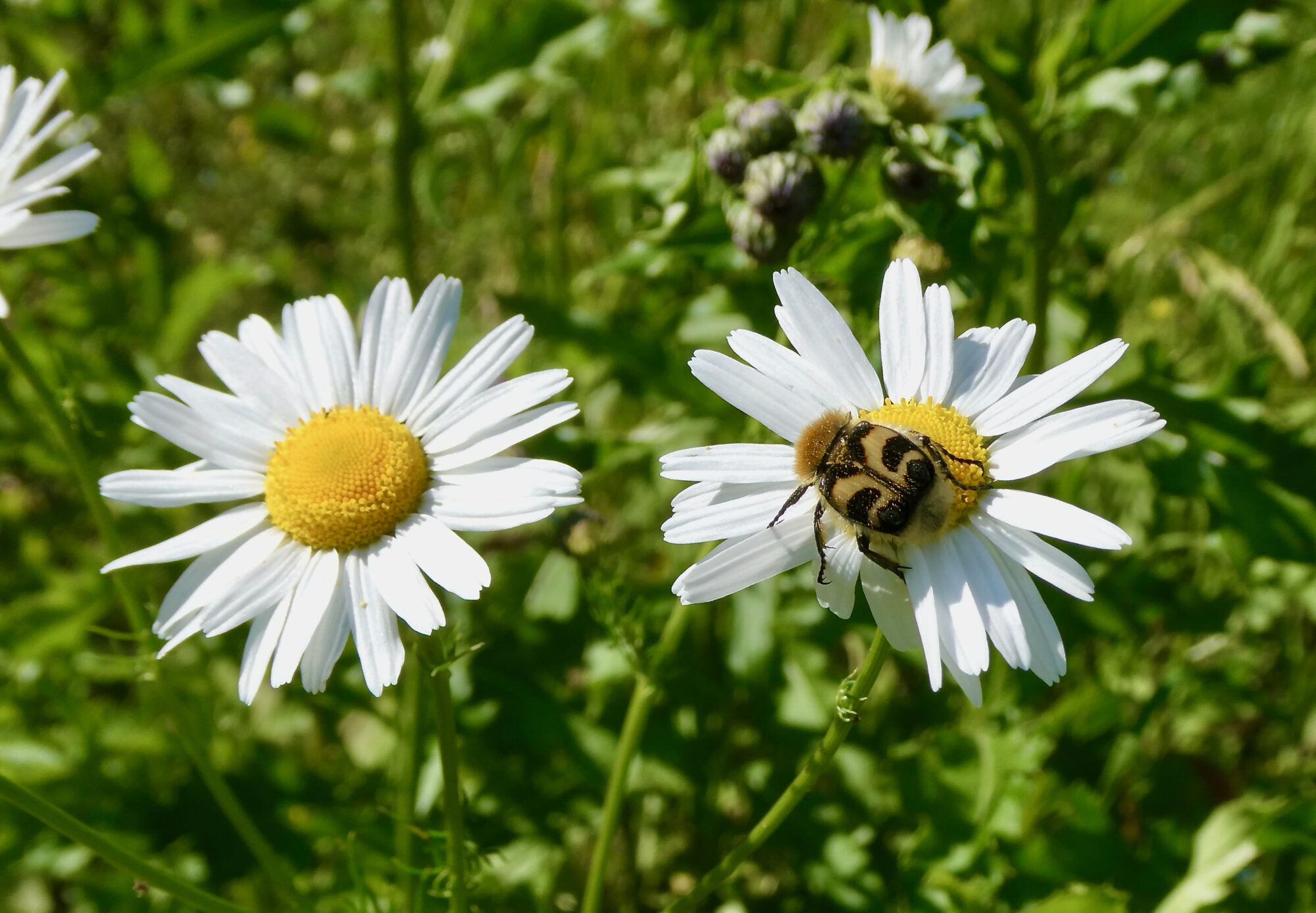 Valokuvaaja: Liisa Niiva-Korpela