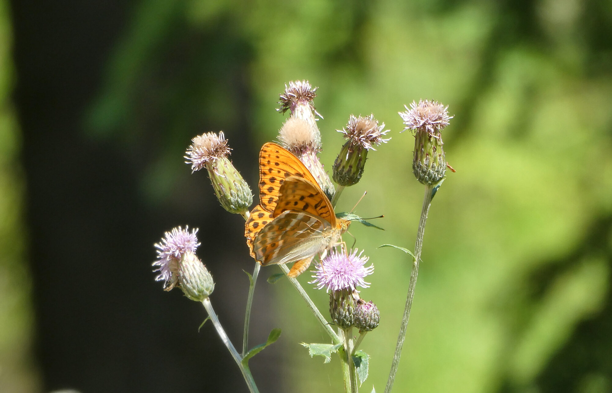 Valokuvaaja: Liisa Niiva-Korpela Valokuvaaja: Liisa Niiva-Korpela
