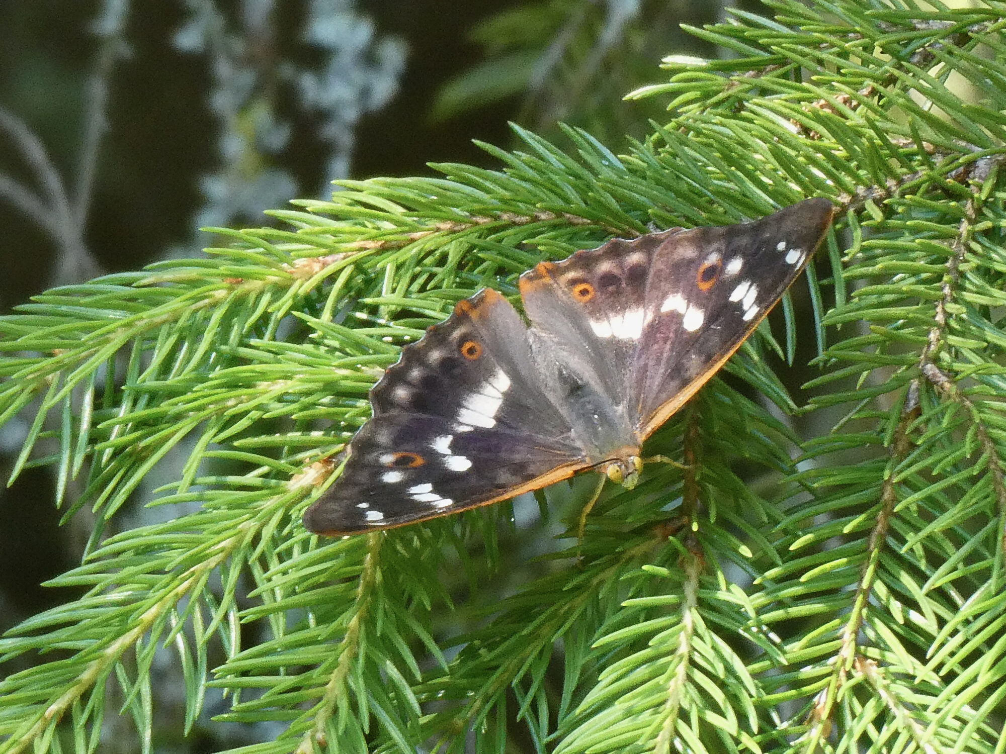 Valokuvaaja: Liisa Niiva-Korpela