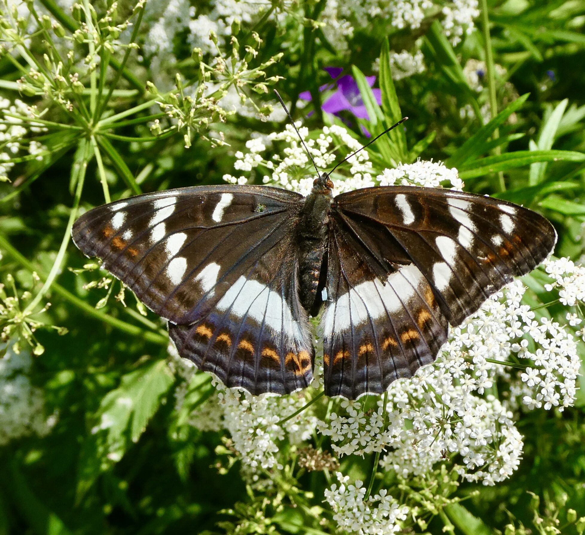 Valokuvaaja: Liisa Niiva-Korpela
