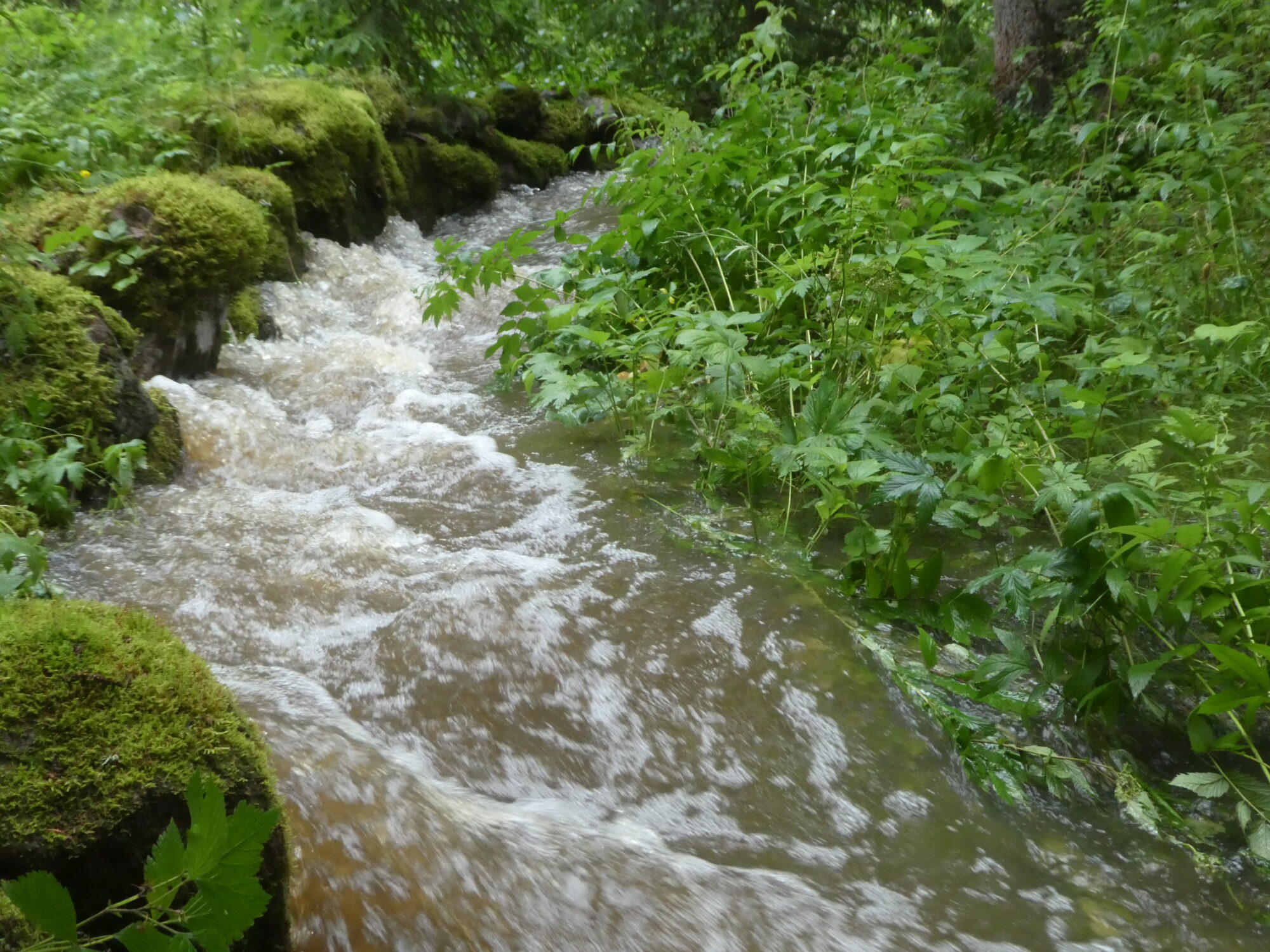 Valokuvaaja: Anja Mustamaa