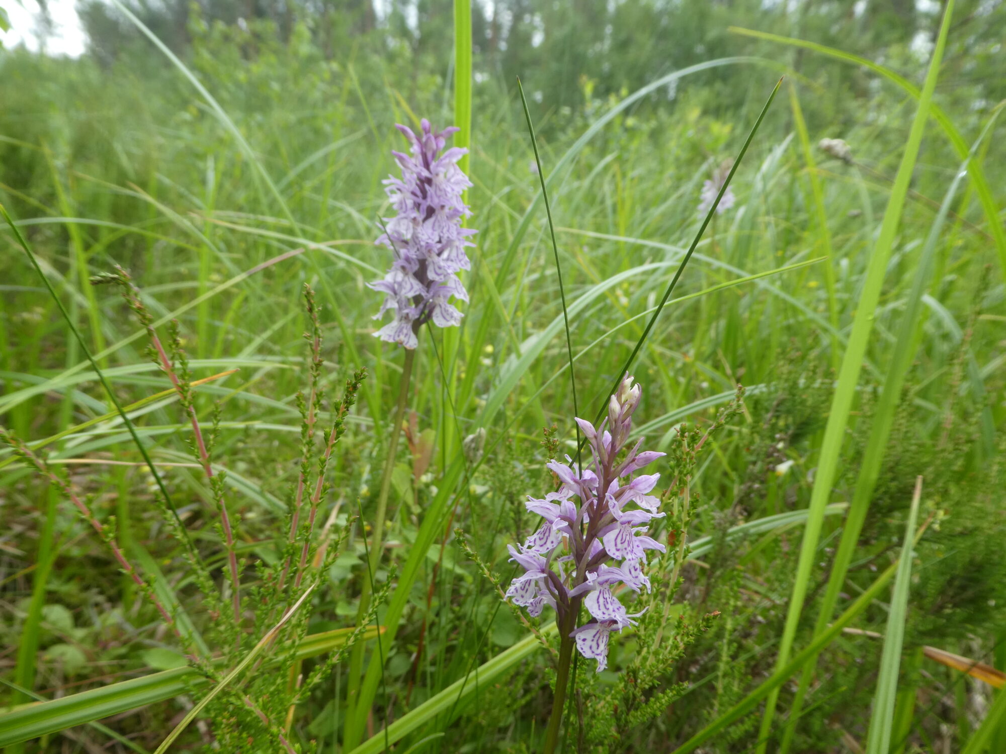 Valokuvaaja: Anja Mustamaa