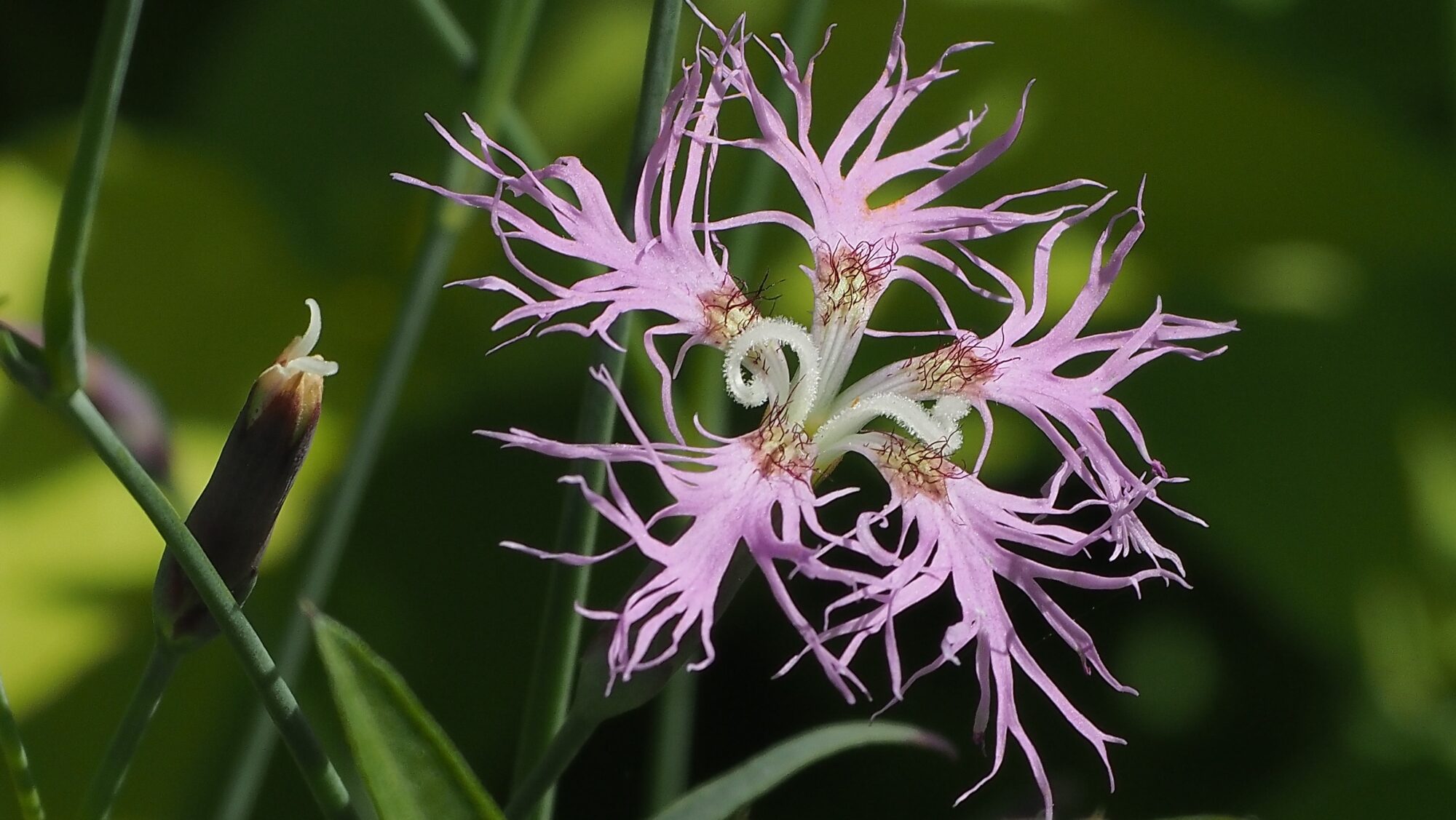 Valokuvaaja: Arja Valtonen Valokuvaaja: Arja Valtonen