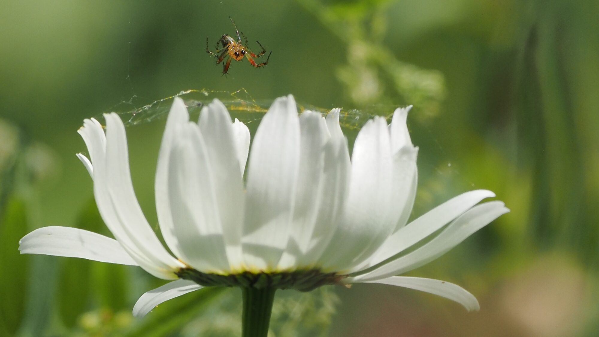 Valokuvaaja: Arja Valtonen Valokuvaaja: Arja Valtonen