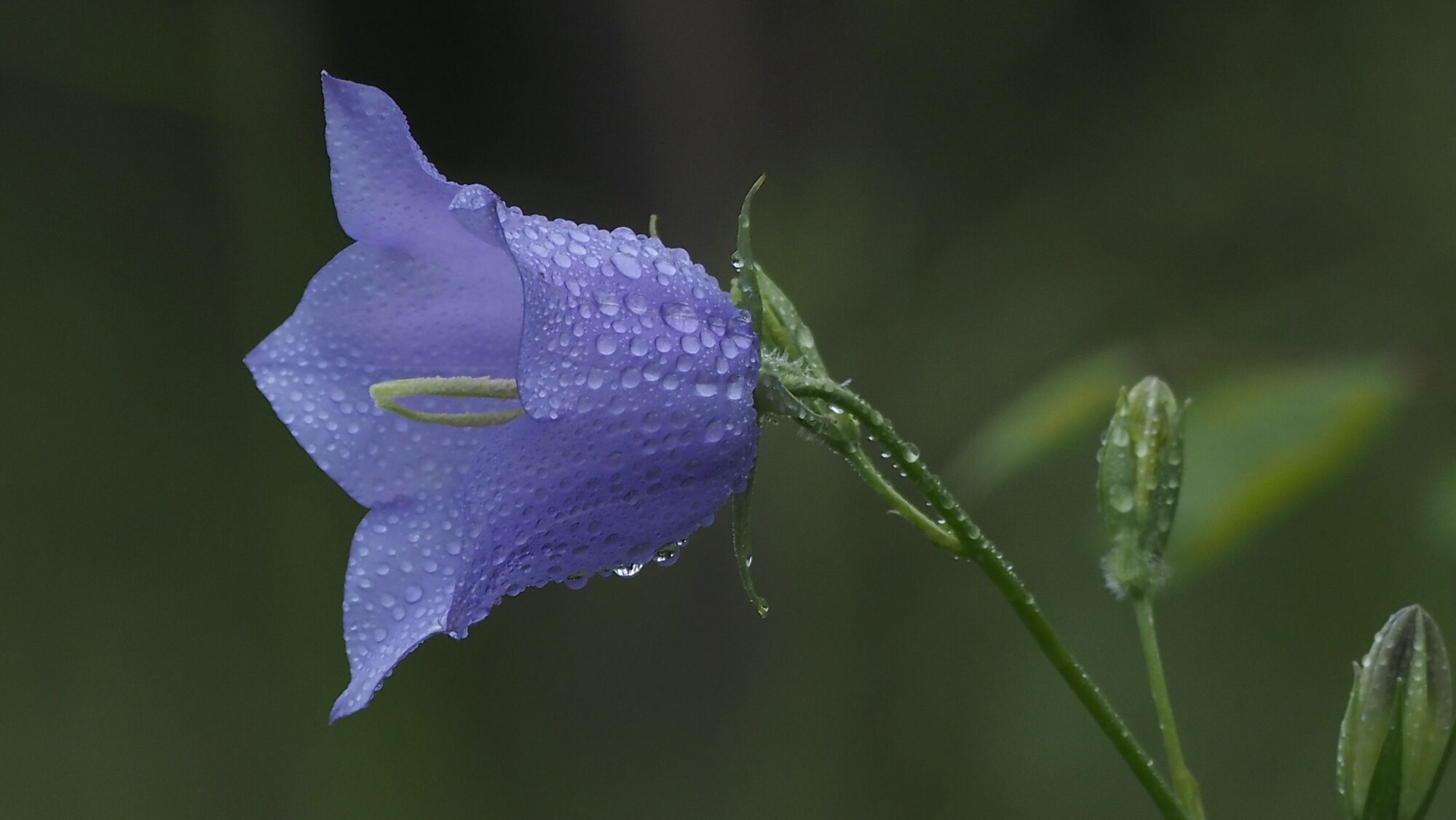 Valokuvaaja: Arja Valtonen