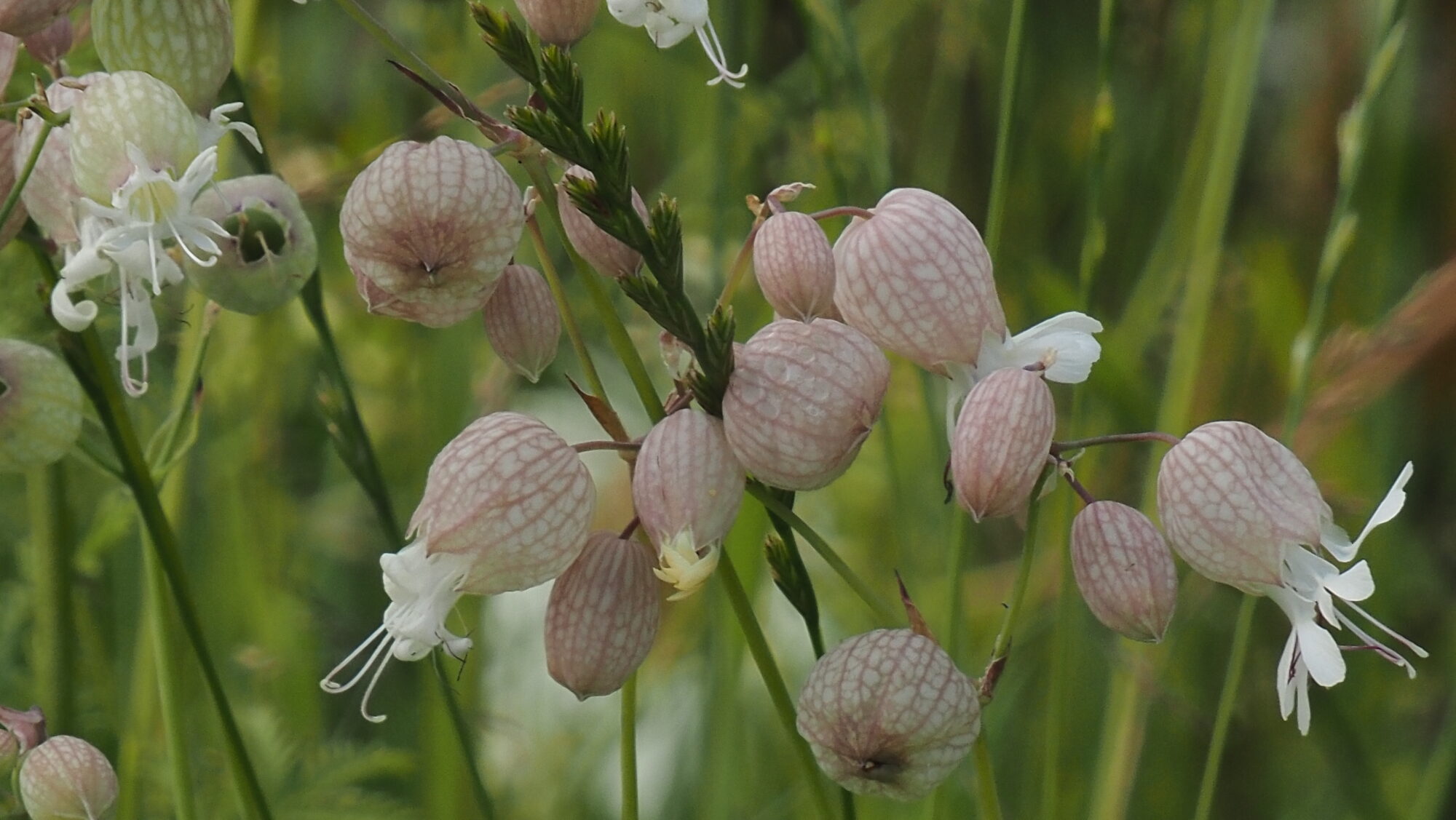 Valokuvaaja: Arja Valtonen