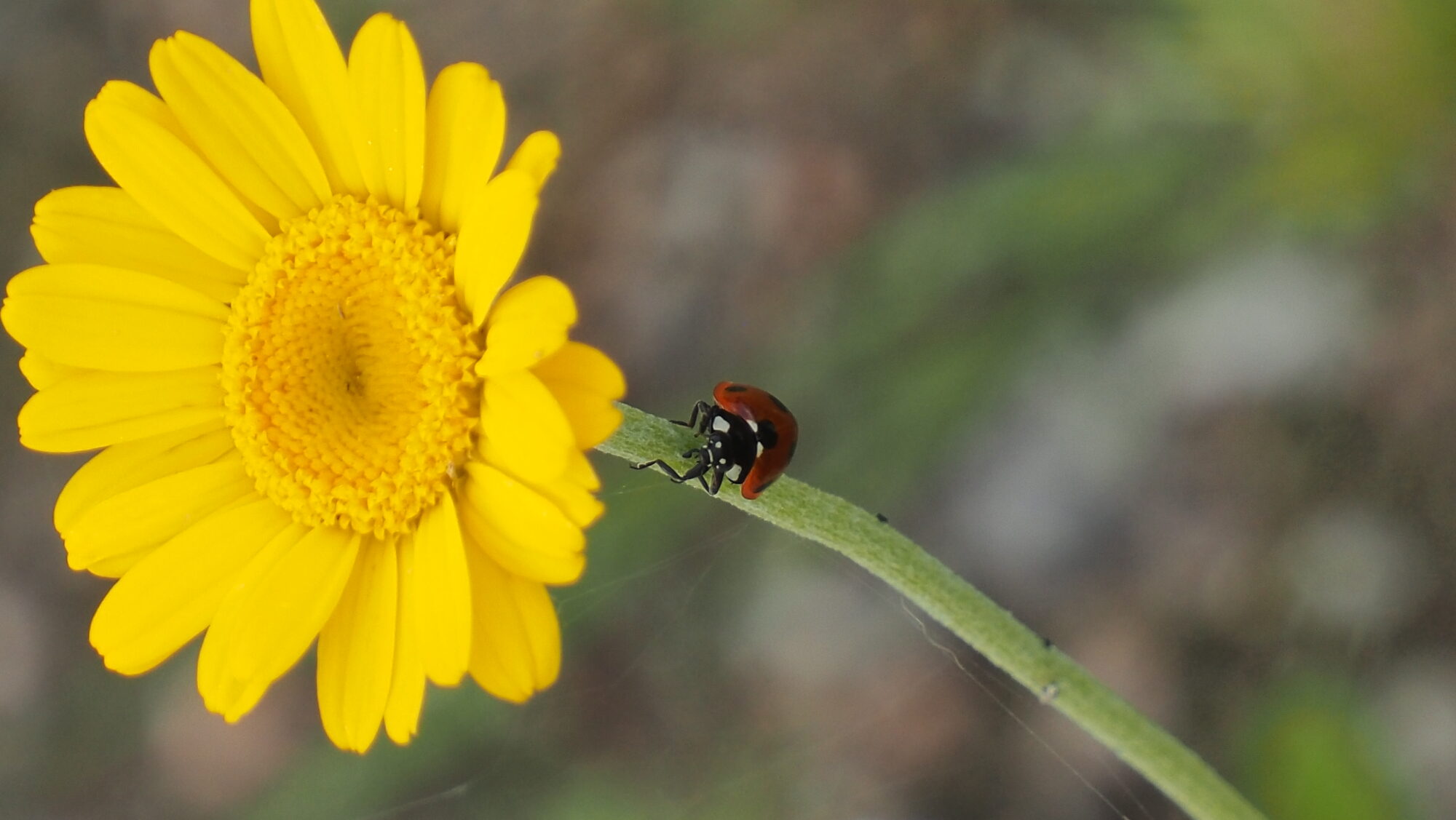 Valokuvaaja: Arja Valtonen