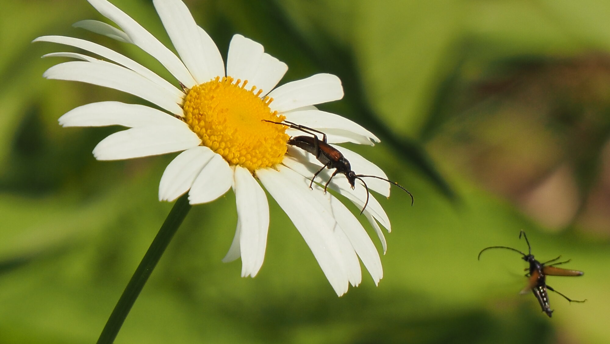 Valokuvaaja: Arja Valtonen