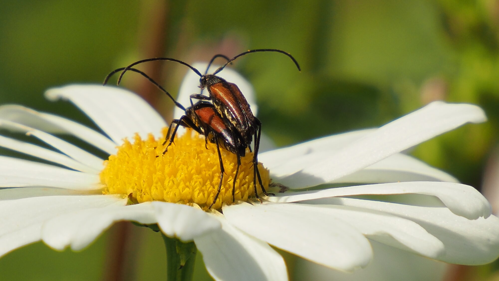 Valokuvaaja: Arja Valtonen
