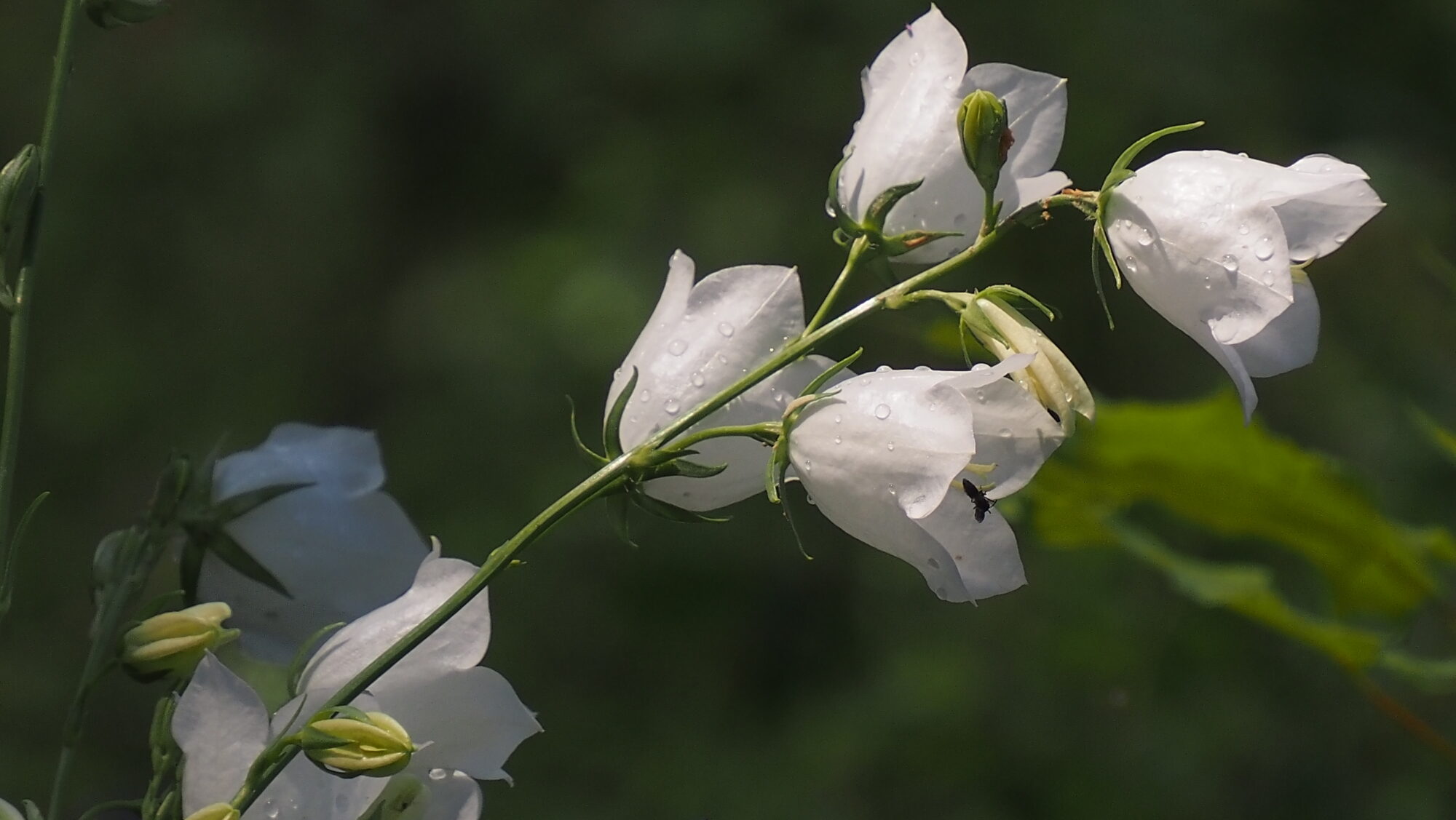Valokuvaaja: Arja Valtonen Valokuvaaja: Arja Valtonen