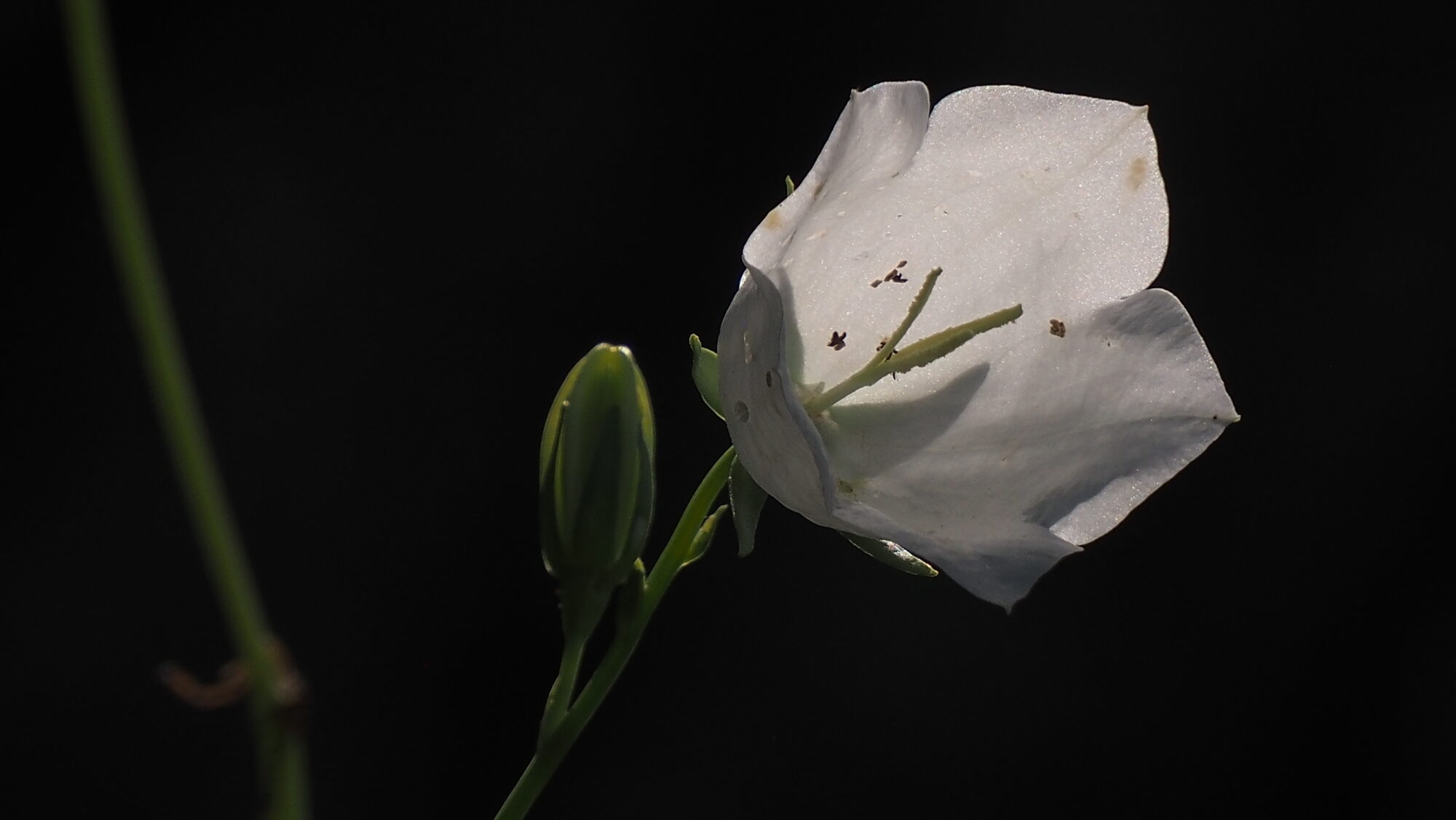 Valokuvaaja: Arja Valtonen Valokuvaaja: Arja Valtonen