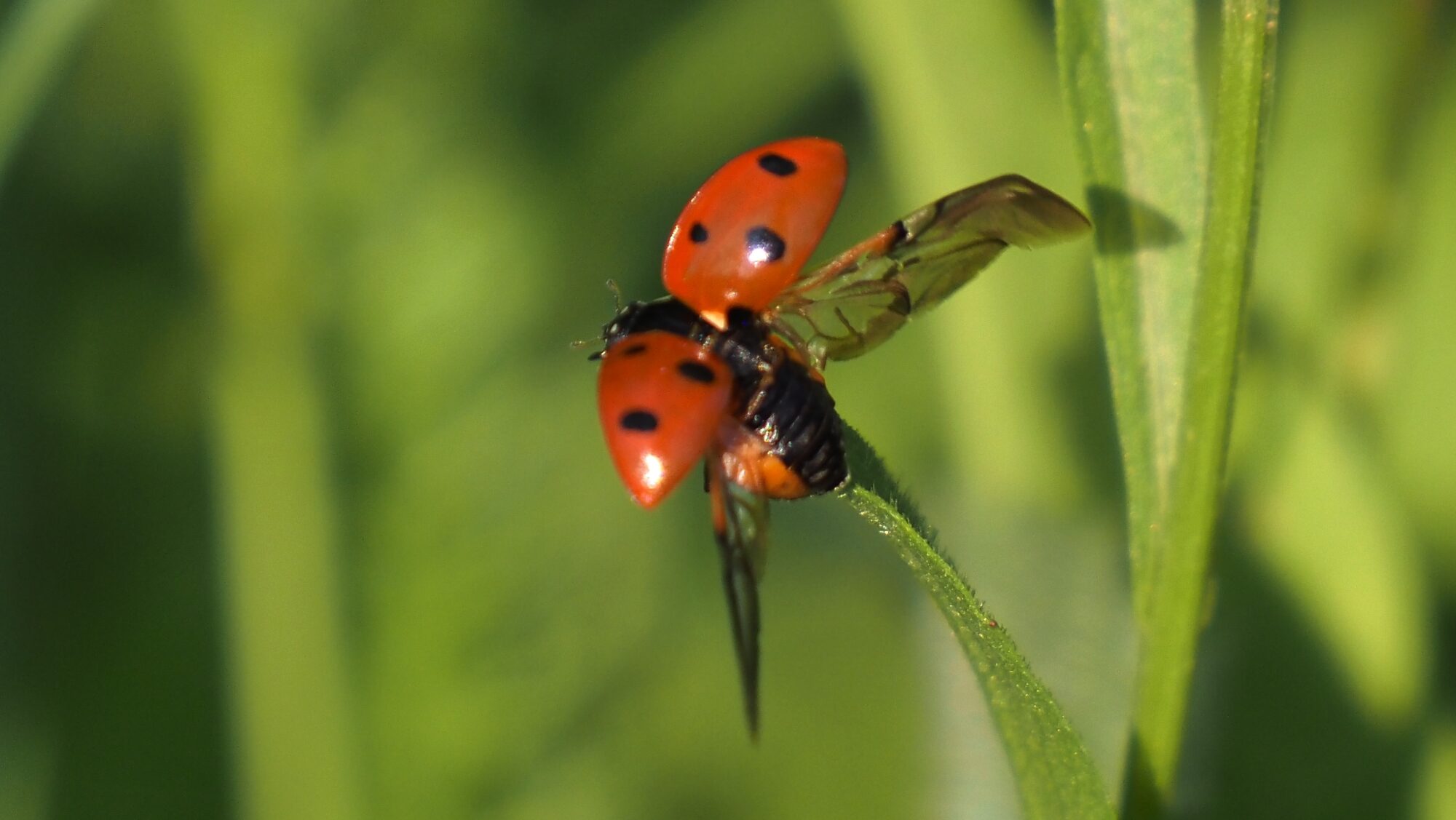 Valokuvaaja: Arja Valtonen