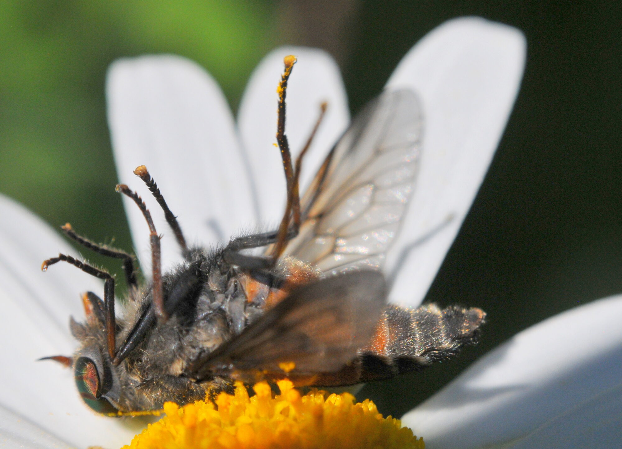 Valokuvaaja: Kaarlo Asikainen