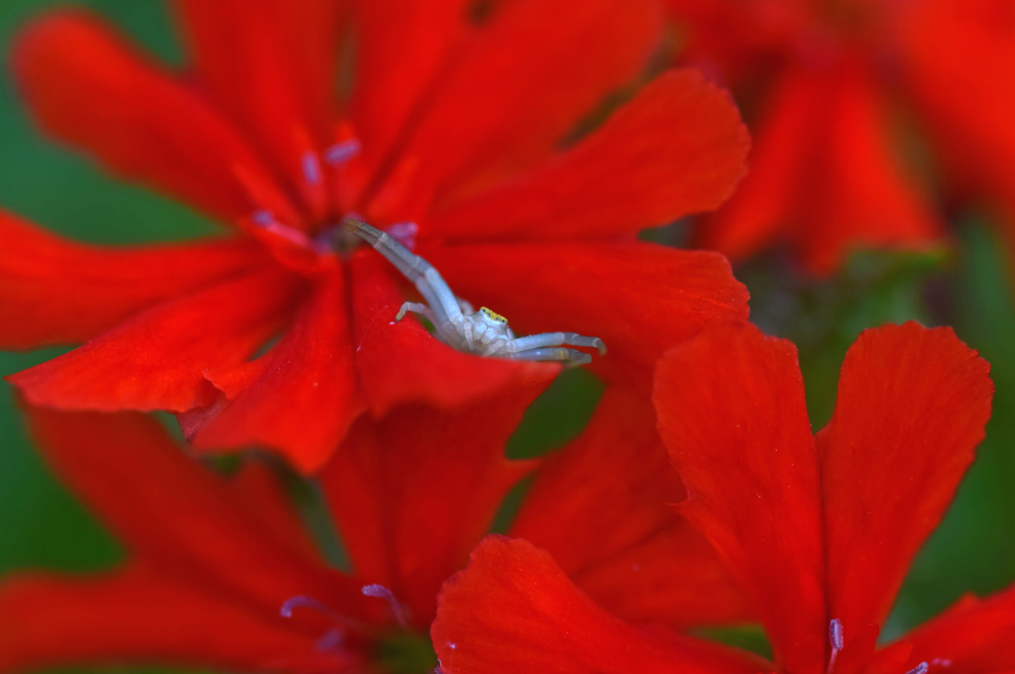 Valokuvaaja: Päivi Kiiskinen-Mustonen