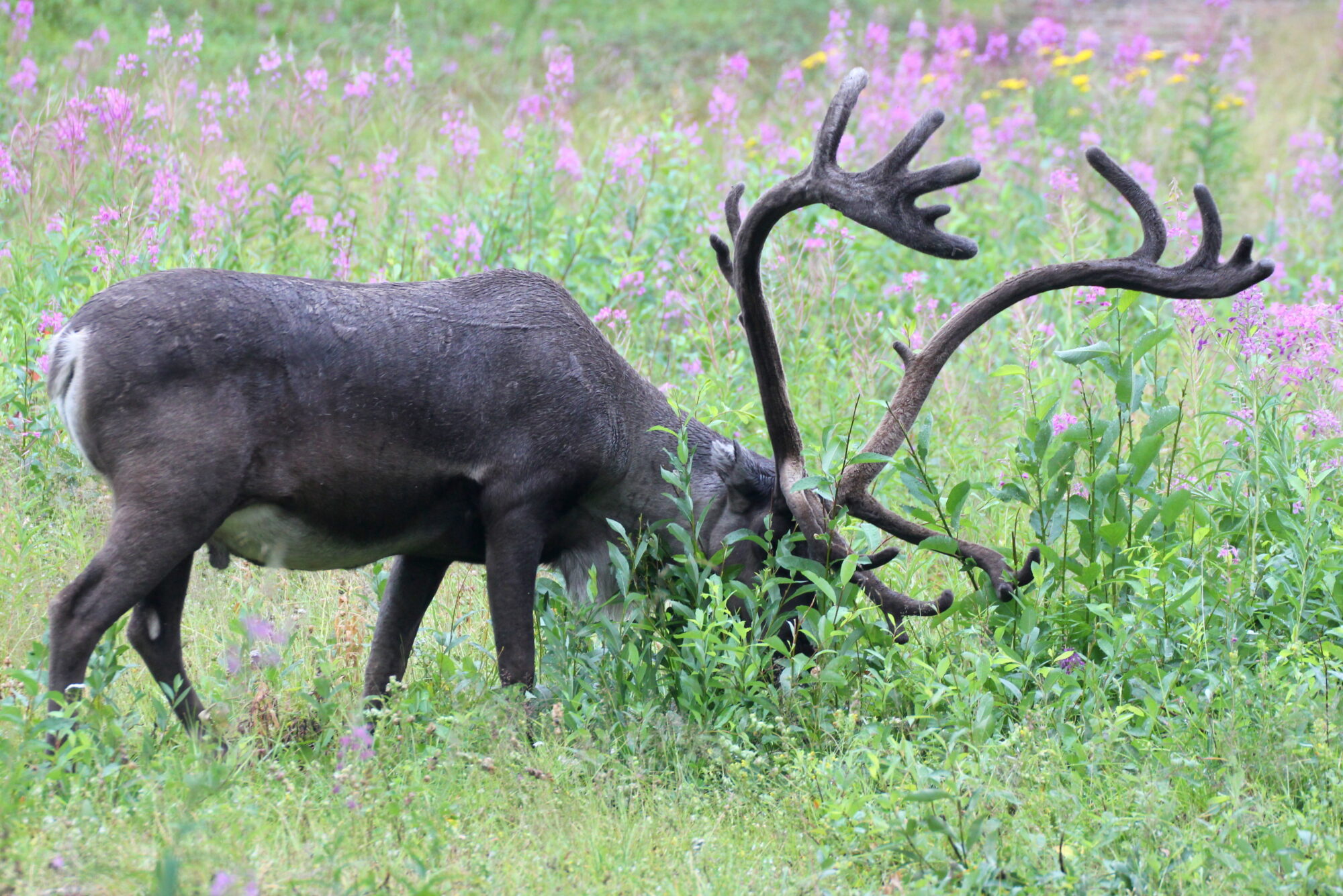 Valokuvaaja: Kaarlo Asikainen