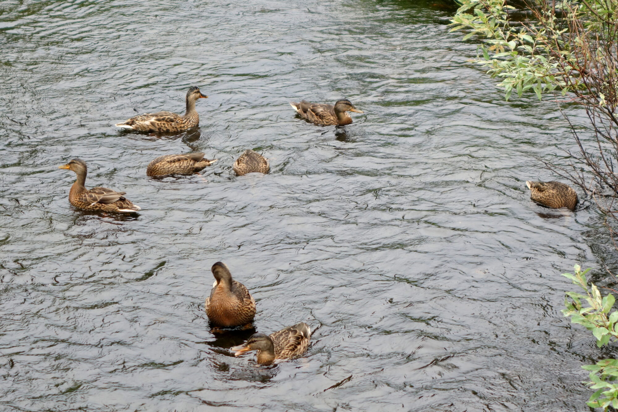 Valokuvaaja: Kaarlo Asikainen