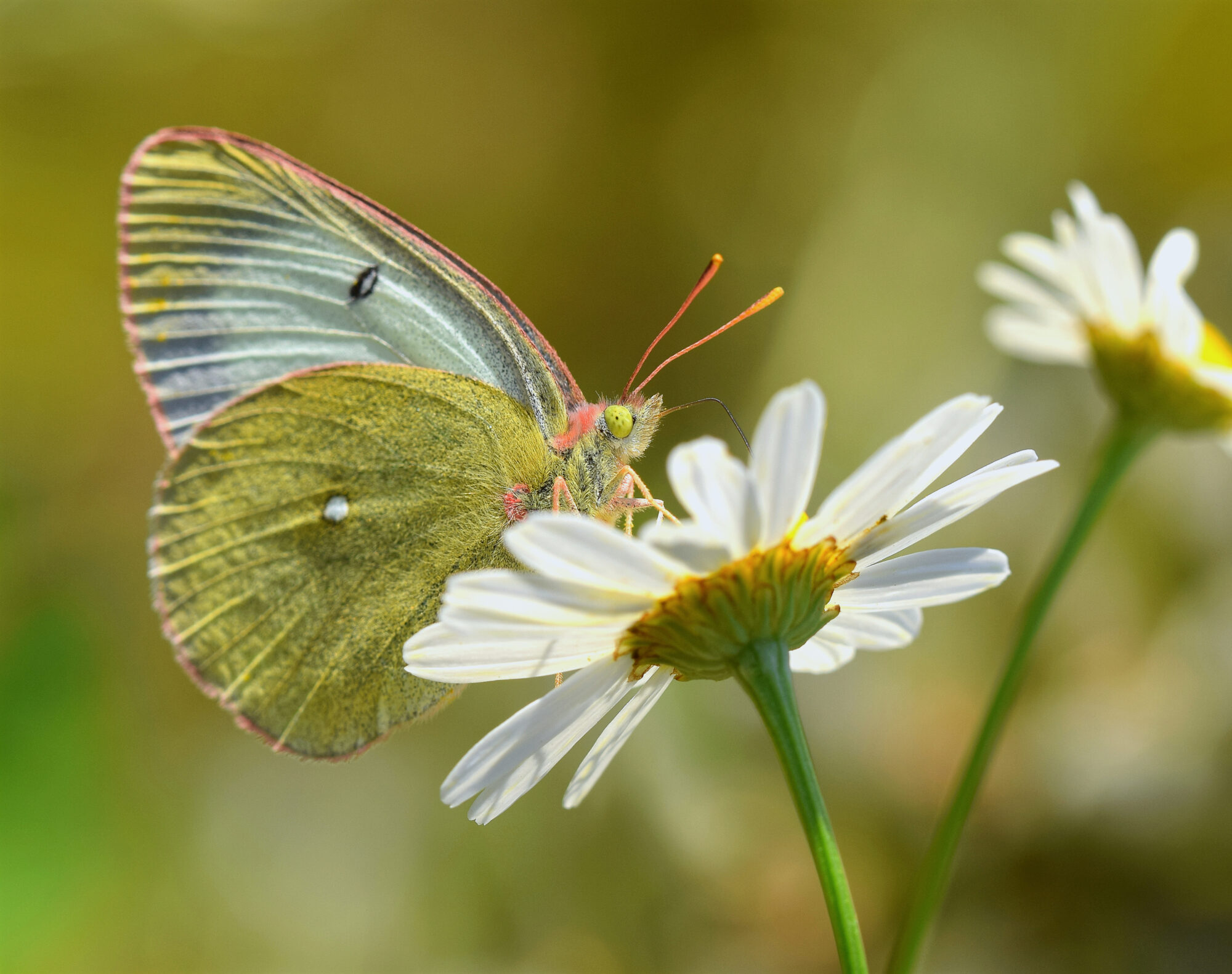 Valokuvaaja: Päivi Kiiskinen-Mustonen Valokuvaaja: Päivi Kiiskinen-Mustonen