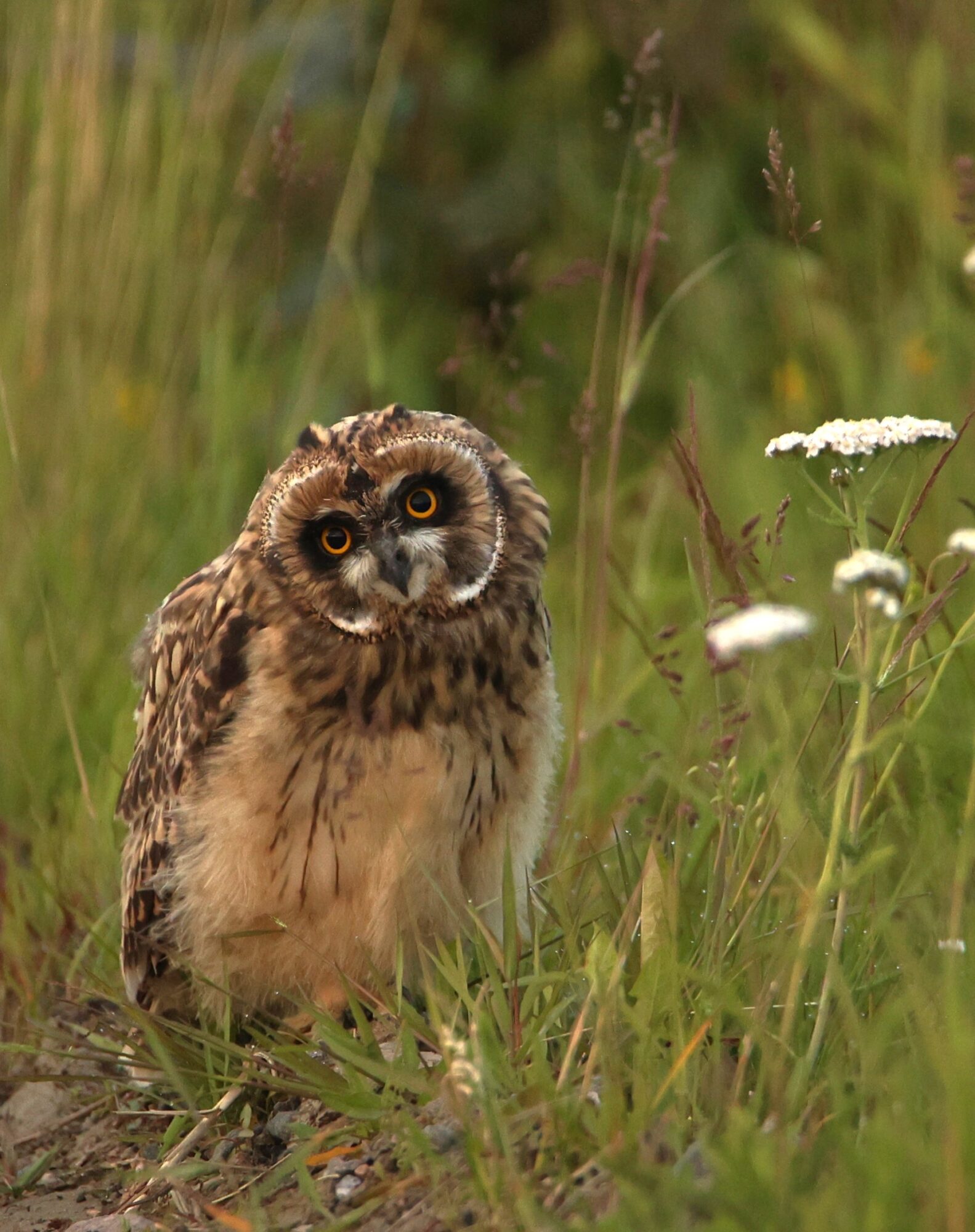 Valokuvaaja: Kaarina Heiskanen