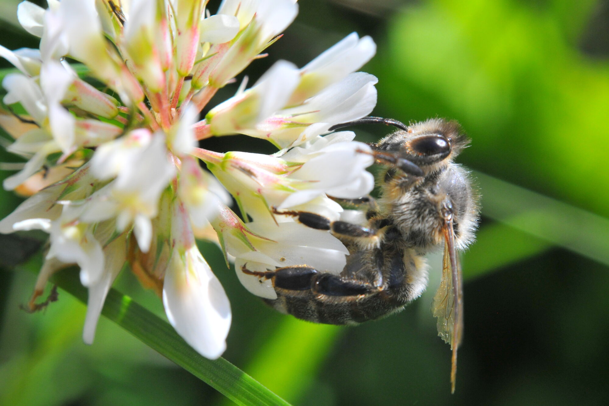 Valokuvaaja: Kaarlo Asikainen