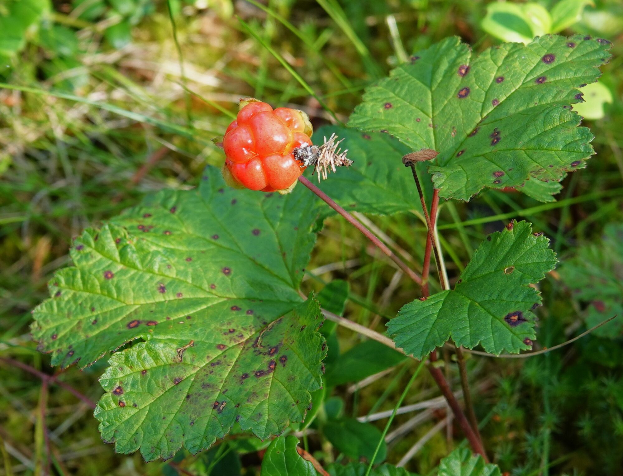 Valokuvaaja: Kaarina Heiskanen