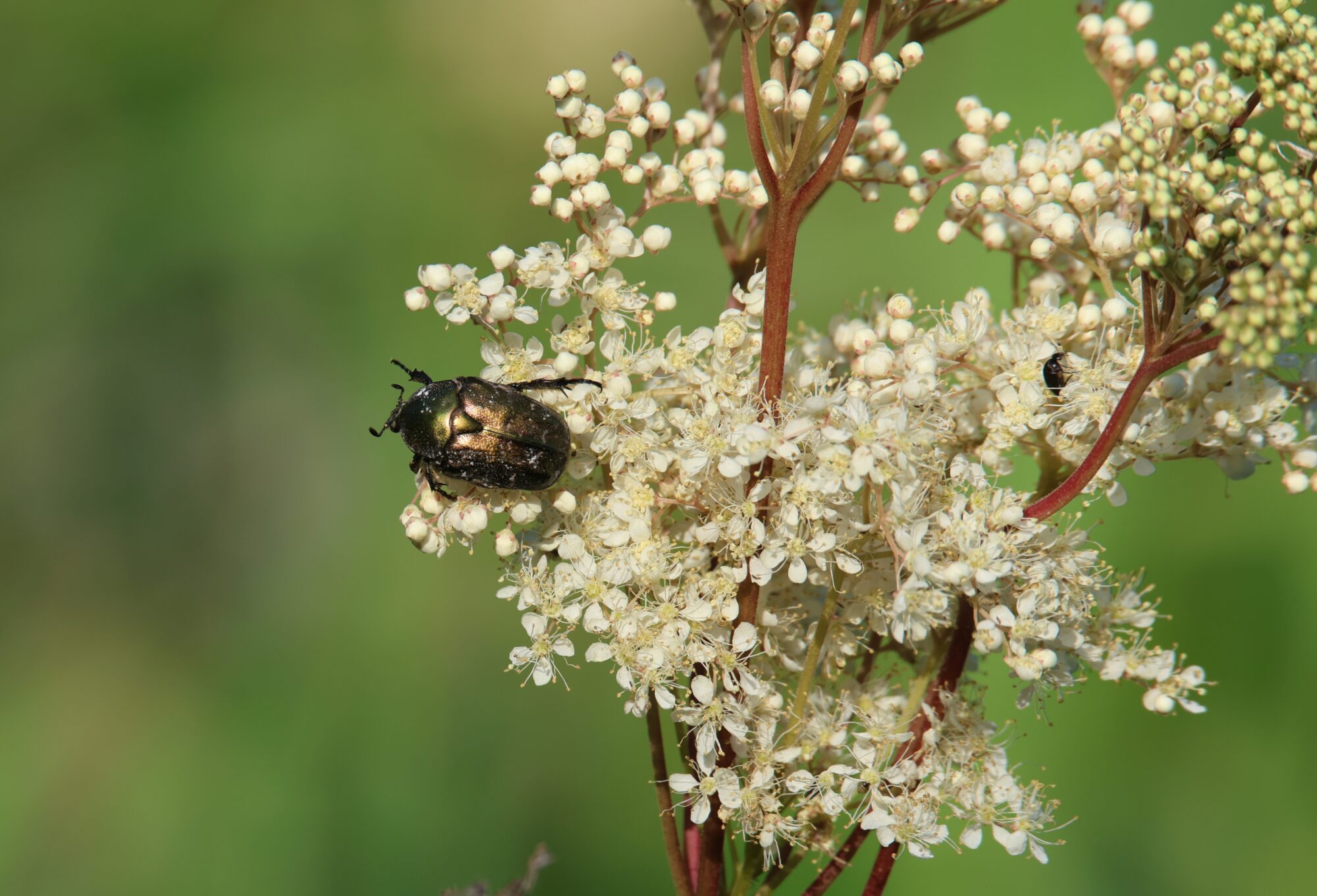 Valokuvaaja: Jaana Saarelainen