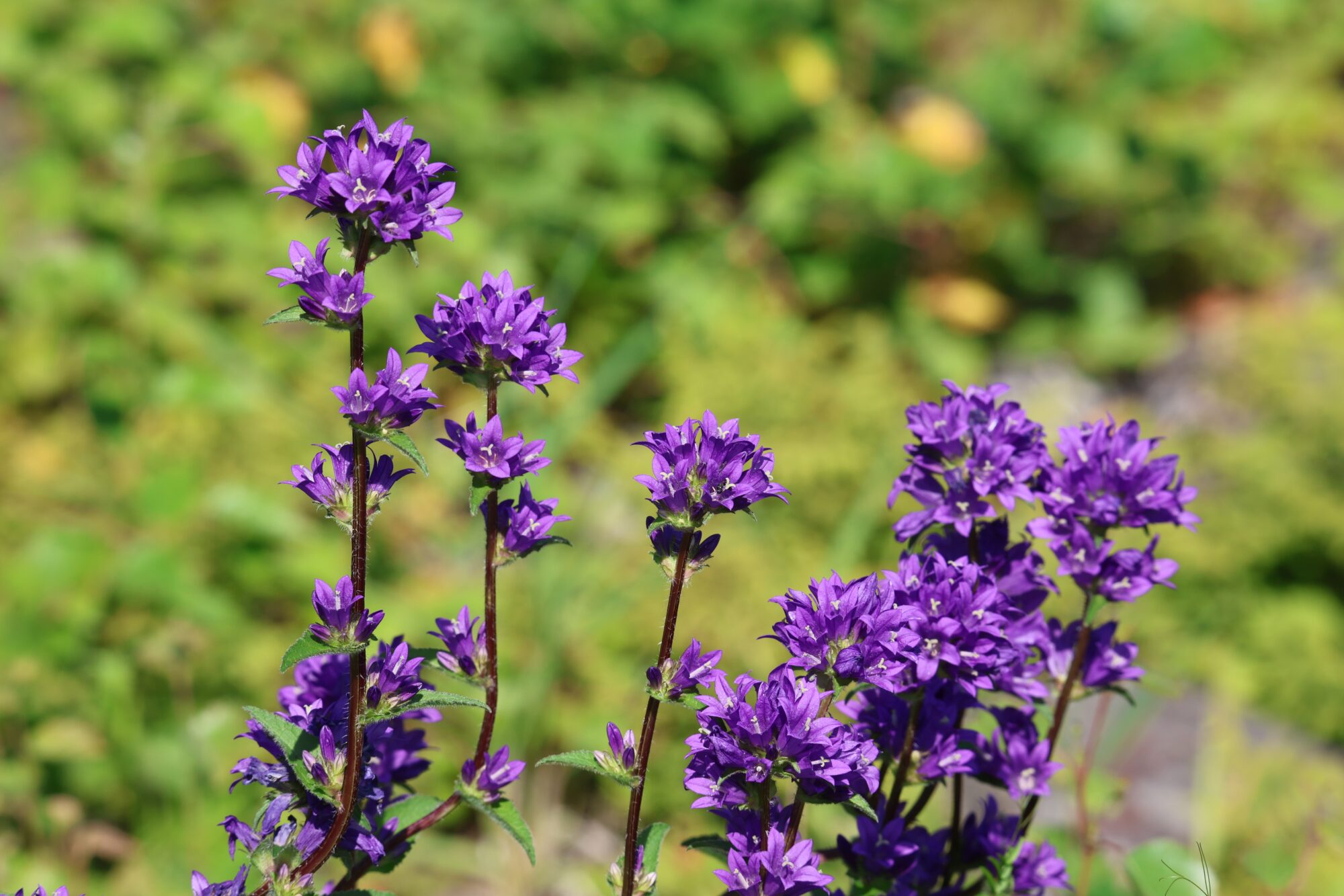 Valokuvaaja: Jaana Saarelainen