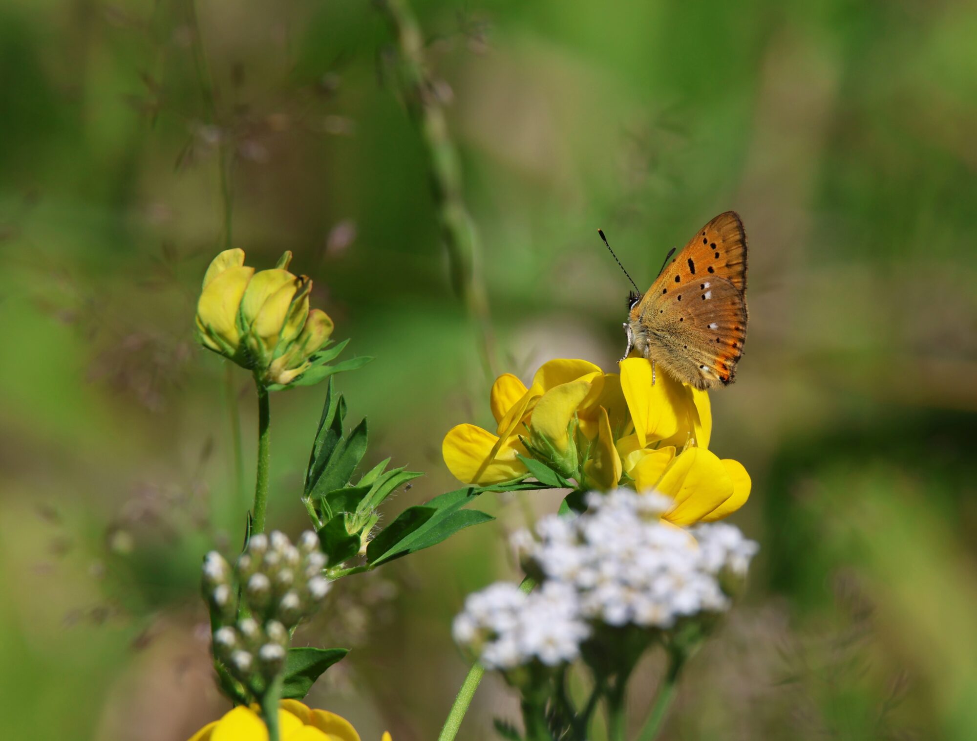 Valokuvaaja: Jaana Saarelainen