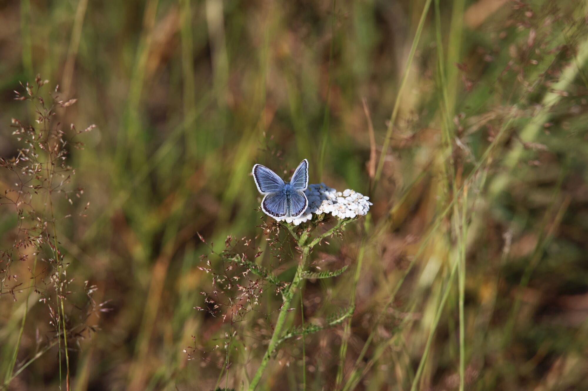 Valokuvaaja: Jaana Saarelainen