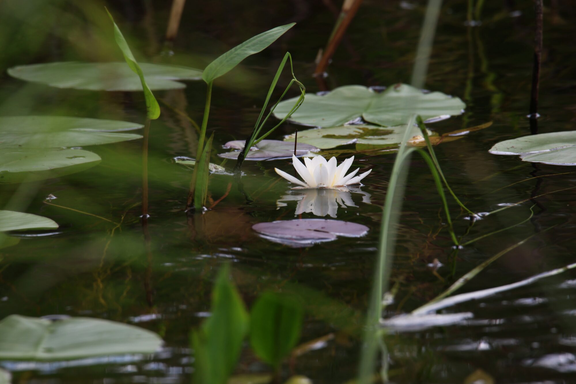 Valokuvaaja: Jaana Saarelainen